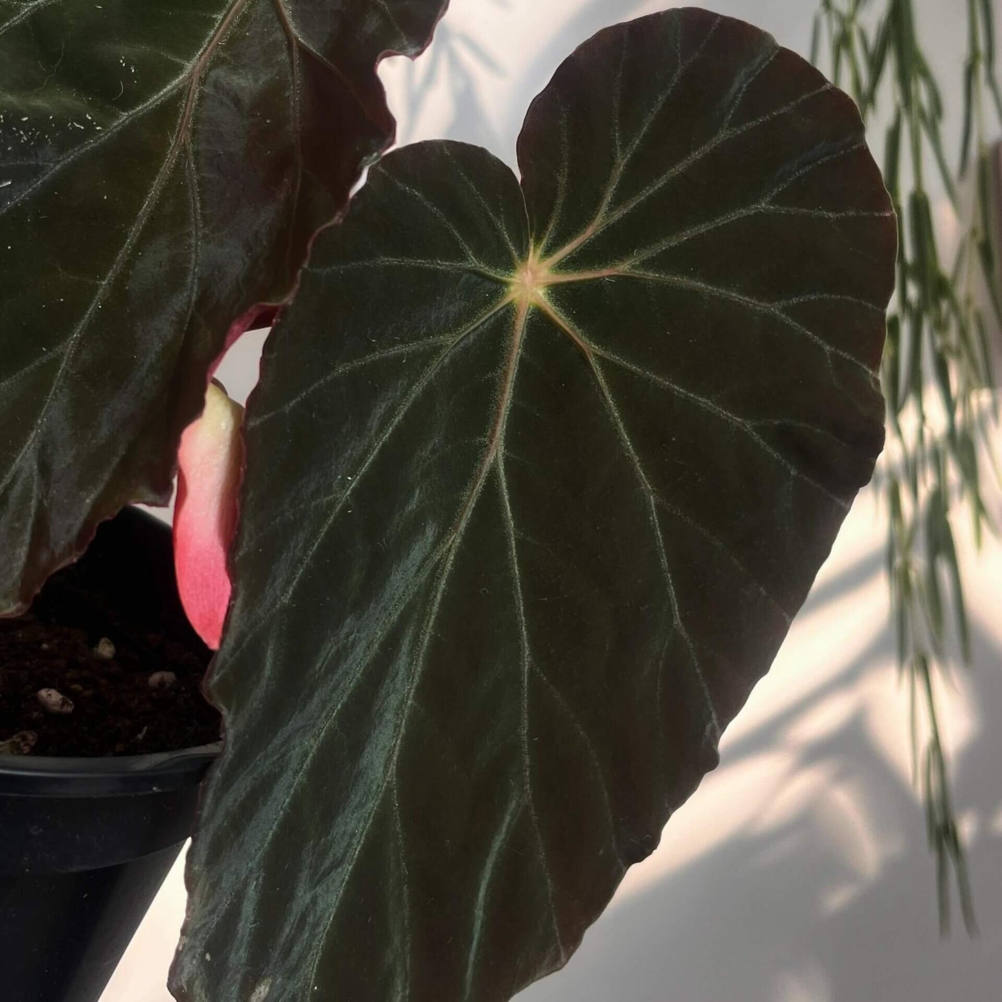 Begonia burkillii Dark Form is a striking rhizomatous begonia cultivar/variant of the species Begonia burkillii, valued mainly for its deeply colored, almost black foliage with a pronounced iridescent sheen — often showing blue or silver highlights in dim or indirect light.