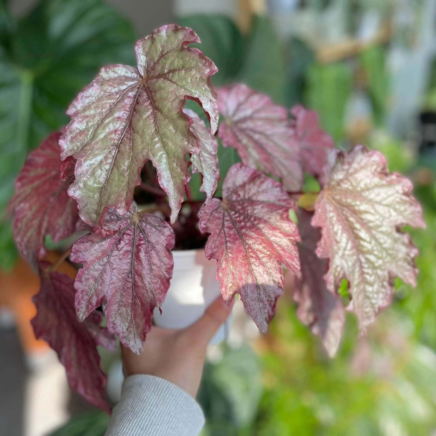 Begonia Can Can is a hybrid begonia from Germany, known for its metallic sheen and uniquely textured, large, serrated leaves. The leaf surface shines with a stunning, metallic luster that changes with the seasons. During the spring and summer months, the leaves display a soft pink tone with a hint of cool rose-metallic shimmer. As the temperatures cool in autumn, the leaves gradually transform into a deep, punk-inspired metallic purple-red, giving the plant a bold, edgy look.