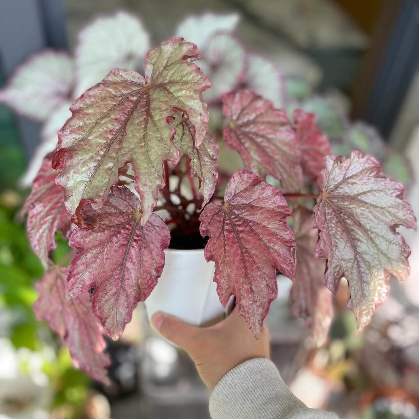 Begonia Can Can is a hybrid begonia from Germany, known for its metallic sheen and uniquely textured, large, serrated leaves. The leaf surface shines with a stunning, metallic luster that changes with the seasons. During the spring and summer months, the leaves display a soft pink tone with a hint of cool rose-metallic shimmer. As the temperatures cool in autumn, the leaves gradually transform into a deep, punk-inspired metallic purple-red, giving the plant a bold, edgy look.