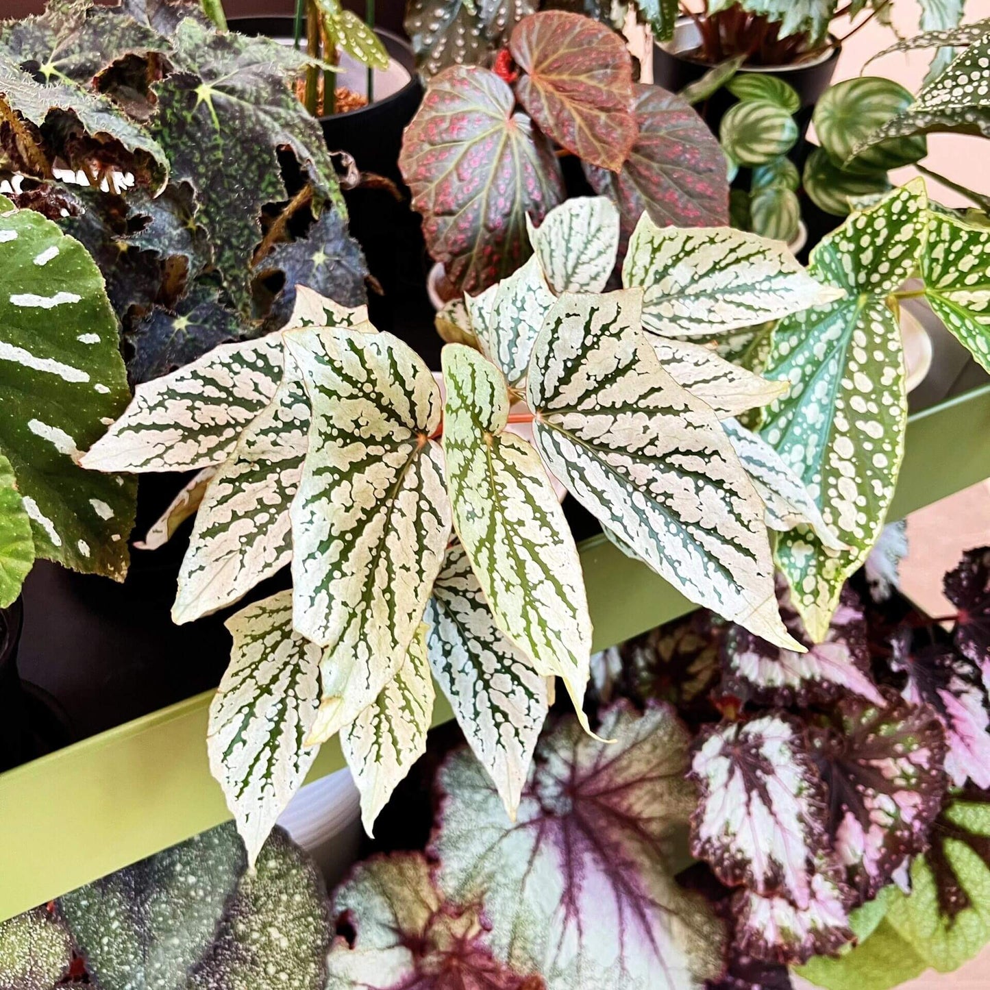 Begonia ‘Cat Ears’ is a stunning ornamental plant celebrated for its unique foliage that resembles the shape of a cat’s ears. Its elongated, pointed leaves feature deep green veins traced with shimmering silver patterns, creating a striking contrast that catches the light beautifully.