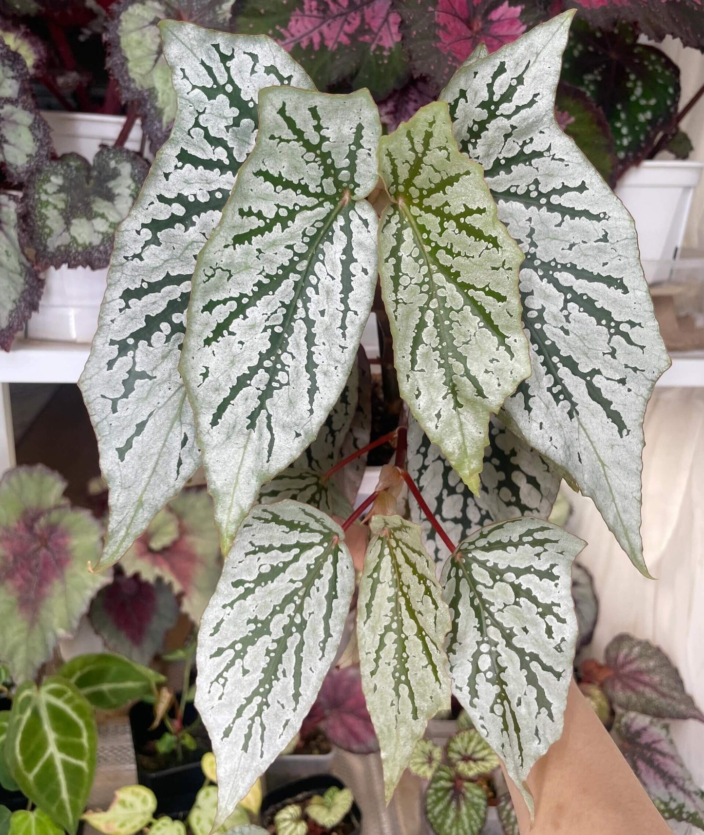 Begonia ‘Cat Ears’ is a stunning ornamental plant celebrated for its unique foliage that resembles the shape of a cat’s ears. Its elongated, pointed leaves feature deep green veins traced with shimmering silver patterns, creating a striking contrast that catches the light beautifully.