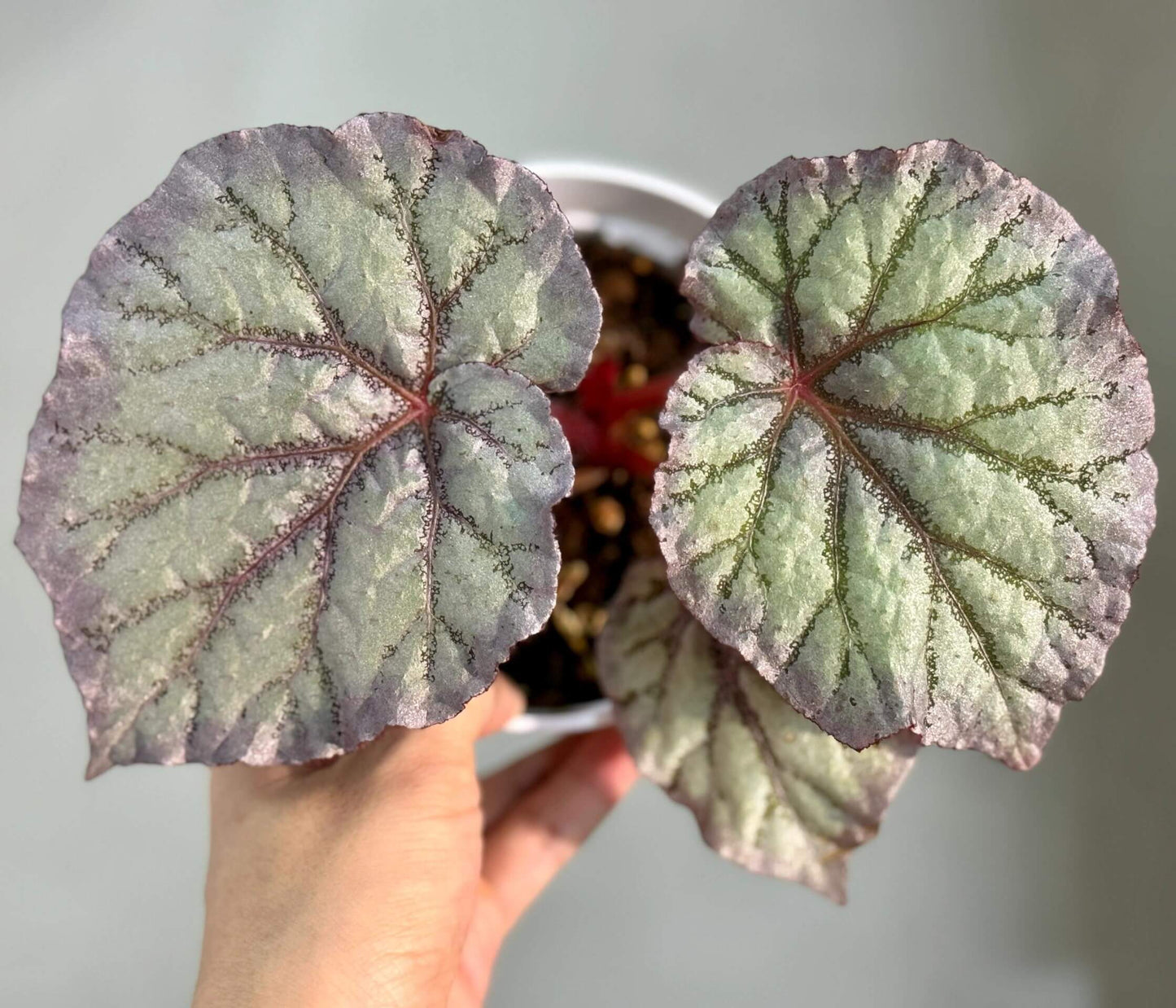 Begonia Chameleon is an exquisite hybrid begonia, renowned for its ever-changing foliage and vibrant spring blooms. With its easy-care nature, this plant is perfect for both novice and experienced plant enthusiasts.