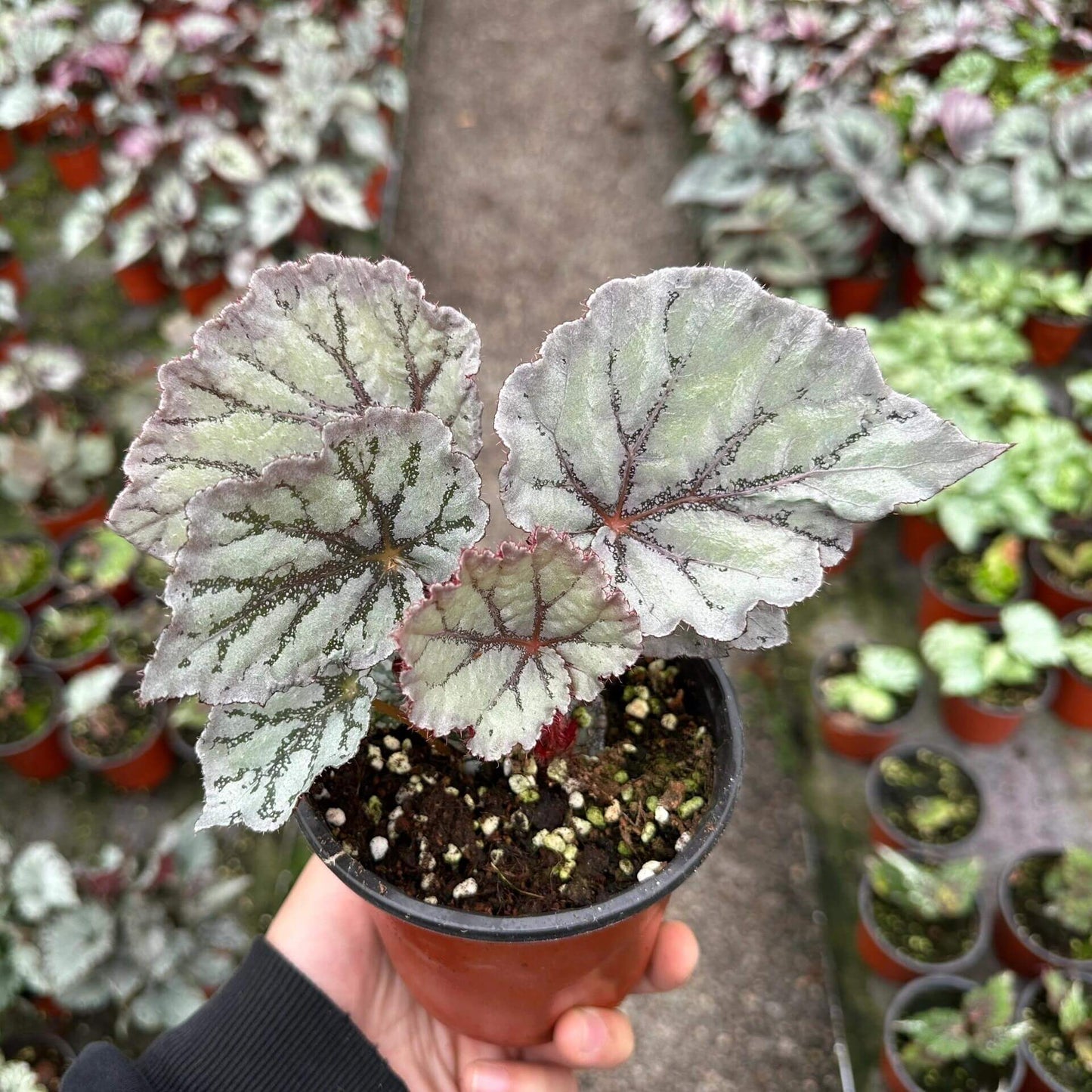 Begonia Chameleon is an exquisite hybrid begonia, renowned for its ever-changing foliage and vibrant spring blooms. With its easy-care nature, this plant is perfect for both novice and experienced plant enthusiasts.