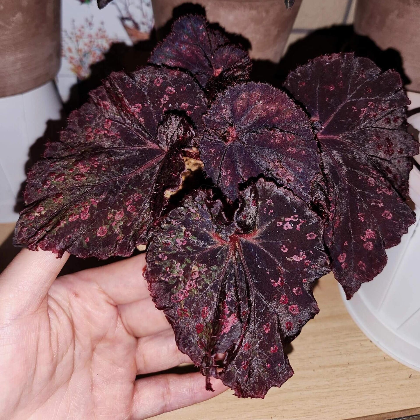 Begonia Cherry in Chocolate is a striking, ornamental begonia variety known for its deep brown leaves adorned with vibrant cherry-red spots. The unique combination of rich, chocolate-colored foliage with bright cherry accents creates a dessert-like appearance, making it a beautiful addition to any plant collection.