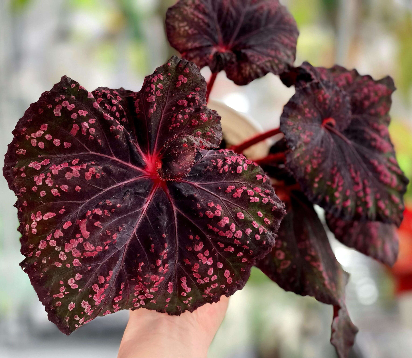 Begonia Cherry in Chocolate is a striking, ornamental begonia variety known for its deep brown leaves adorned with vibrant cherry-red spots. The unique combination of rich, chocolate-colored foliage with bright cherry accents creates a dessert-like appearance, making it a beautiful addition to any plant collection.