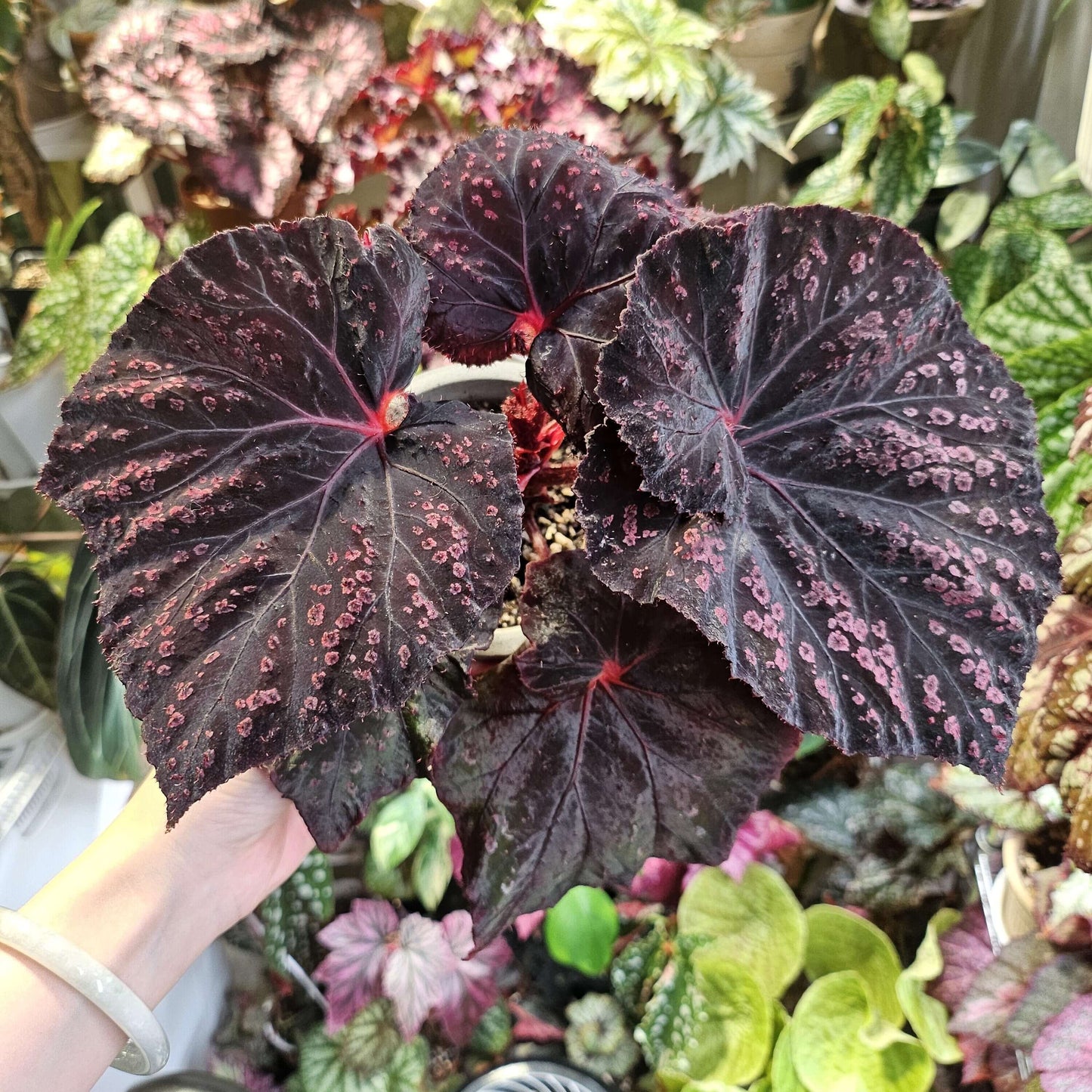 Begonia Cherry in Chocolate is a striking, ornamental begonia variety known for its deep brown leaves adorned with vibrant cherry-red spots. The unique combination of rich, chocolate-colored foliage with bright cherry accents creates a dessert-like appearance, making it a beautiful addition to any plant collection.