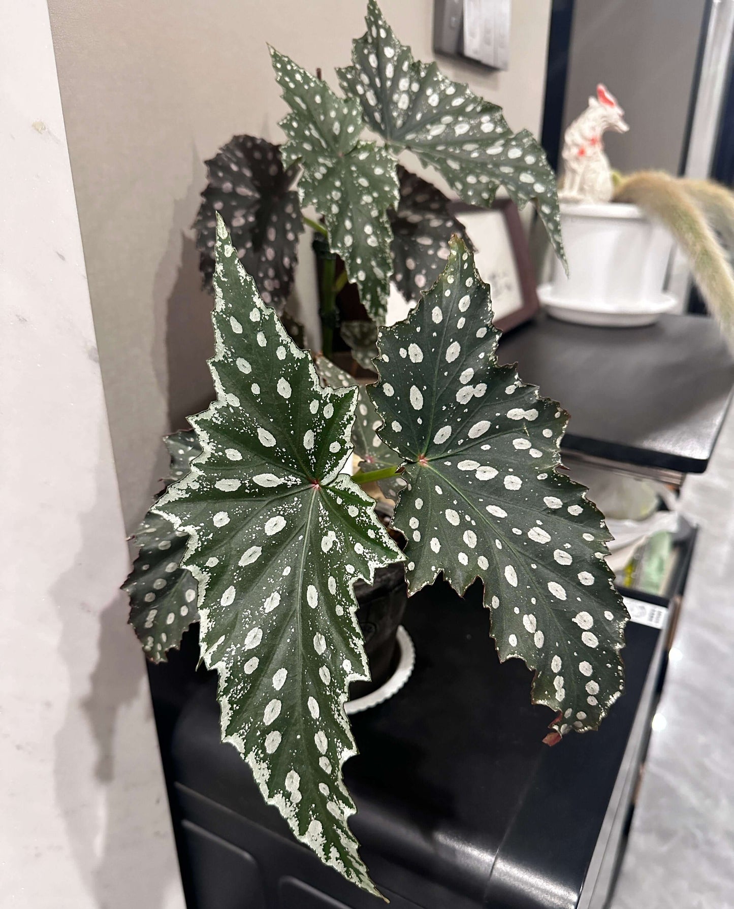 Begonia Chocolate Cone is a striking hybrid begonia, highly valued for its dramatic foliage. Its wing-shaped leaves display a deep, chocolate-green base adorned with bold silver spots, creating a starry, eye-catching pattern. The undersides often show shades of burgundy or purple, offering a vivid contrast that enhances its ornamental appeal.