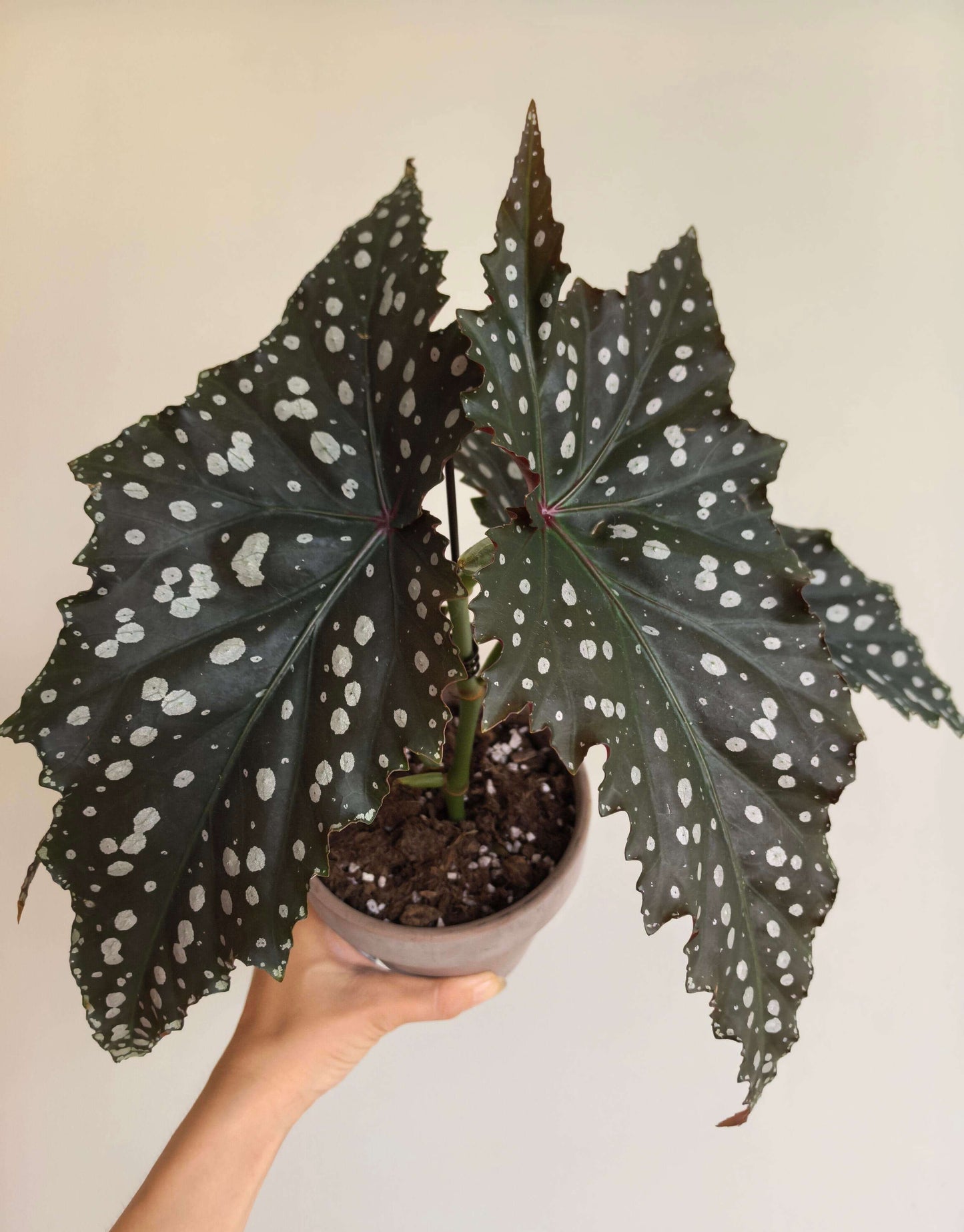 Begonia Chocolate Cone is a striking hybrid begonia, highly valued for its dramatic foliage. Its wing-shaped leaves display a deep, chocolate-green base adorned with bold silver spots, creating a starry, eye-catching pattern. The undersides often show shades of burgundy or purple, offering a vivid contrast that enhances its ornamental appeal.