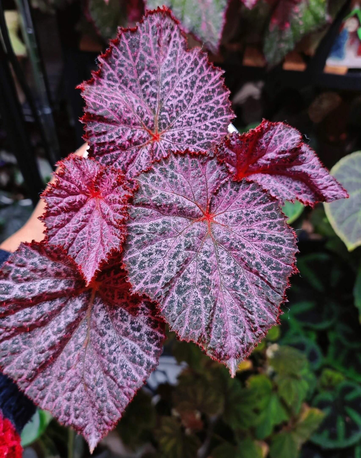 The Begonia Chocolate Lace is a decorative-leaf variety known for its eye-catching foliage. The deep black or dark purple leaves are adorned with a silver lace-like pattern, adding an elegant touch to any room. Ideal for indoor spaces, this begonia will bring a unique and sophisticated flair to your home decor.