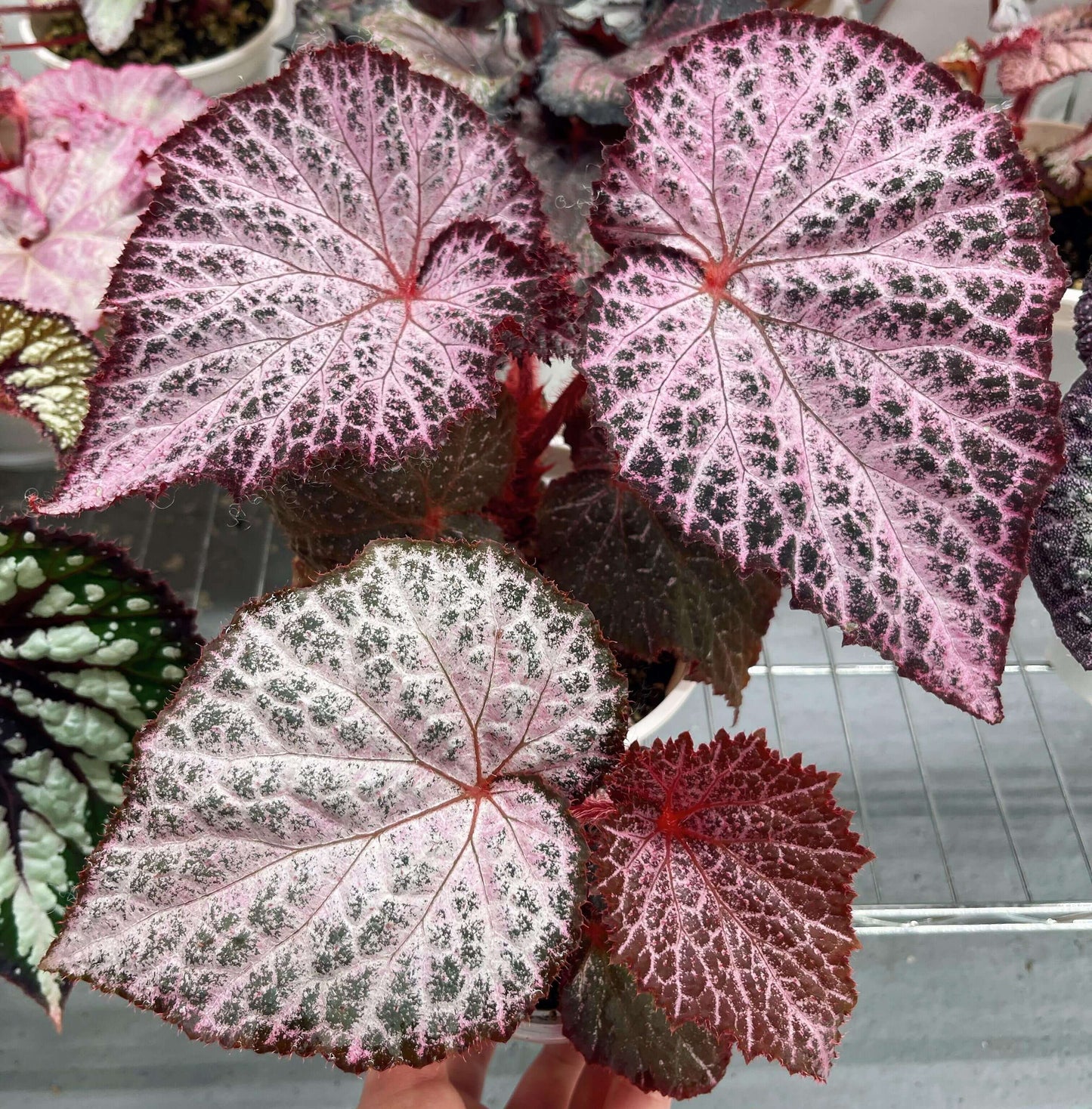 The Begonia Chocolate Lace is a decorative-leaf variety known for its eye-catching foliage. The deep black or dark purple leaves are adorned with a silver lace-like pattern, adding an elegant touch to any room. Ideal for indoor spaces, this begonia will bring a unique and sophisticated flair to your home decor.
