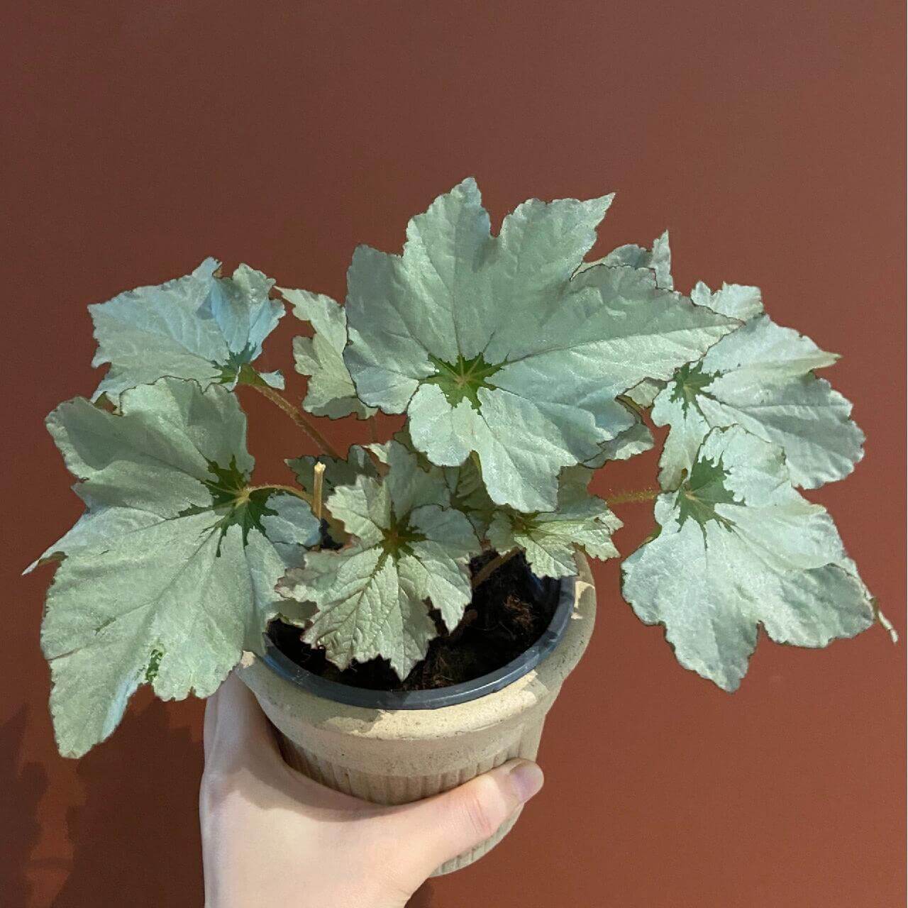 Begonia Cool Breeze Rouge is an eye-catching variety of begonia, known for its unique foliage and vibrant seasonal blooms. This stunning plant features broad, silvery leaves with a deep green center and a beautiful port wine glaze when temperatures rise. Compact and bushy, Begonia Cool Breeze Rouge is ideal for indoor spaces, offering a touch of elegance and color throughout the year.