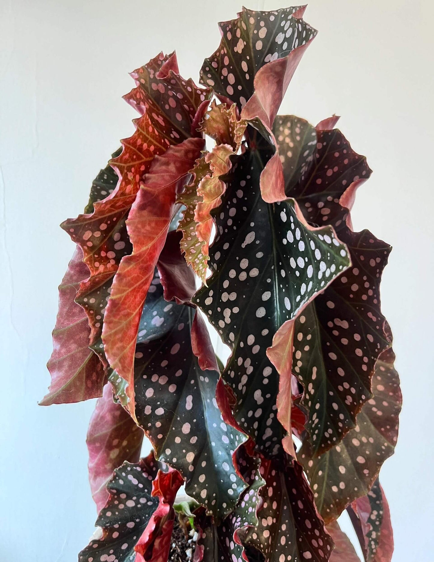 Begonia 'Cracklin' Rosie' is a striking hybrid begonia developed by Walter Dworkin, named after Neil Diamond's song "Cracklin' Rosie."