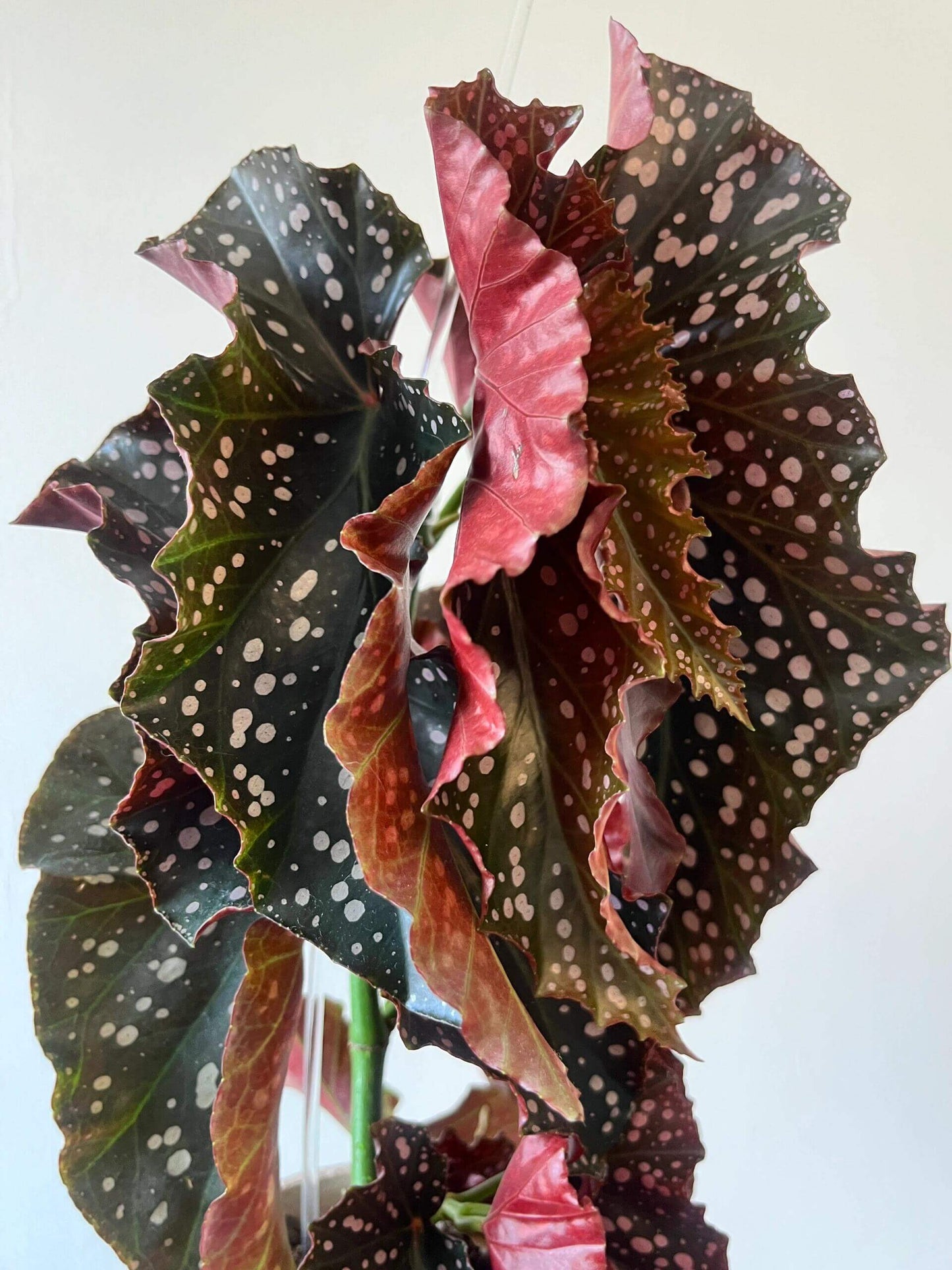 Begonia 'Cracklin' Rosie' is a striking hybrid begonia developed by Walter Dworkin, named after Neil Diamond's song "Cracklin' Rosie."