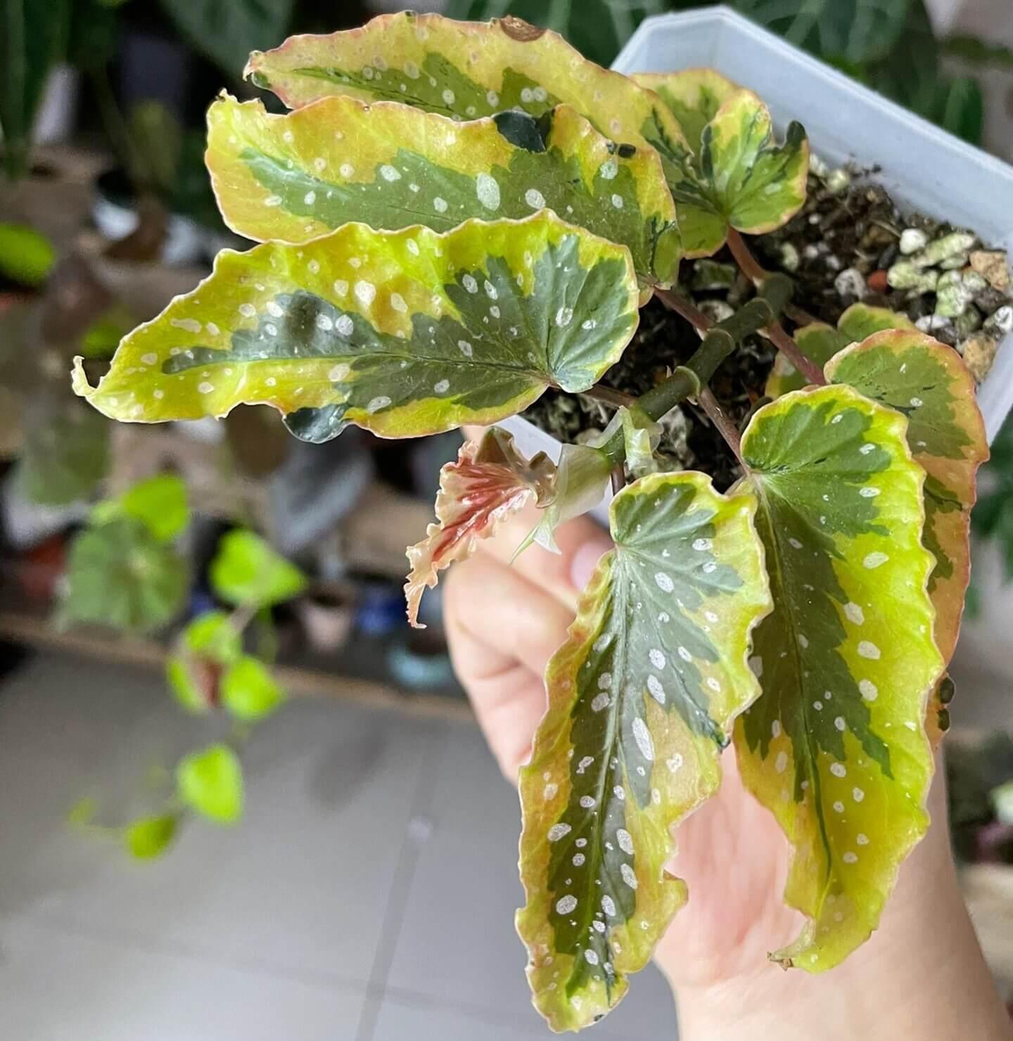 The Begonia Dainty Spray Sport is an outstanding variegated begonia with a beautiful Angel Wing foliage, making it the perfect addition to any hanging basket or decorative container. Its leaves feature a stable variegation with pink-to-copper-colored edges, which adds an elegant touch to its vibrant green and yellow foliage. Although slower growing than many in its class, this begonia matures into a full, dense specimen that thrives in hanging baskets.