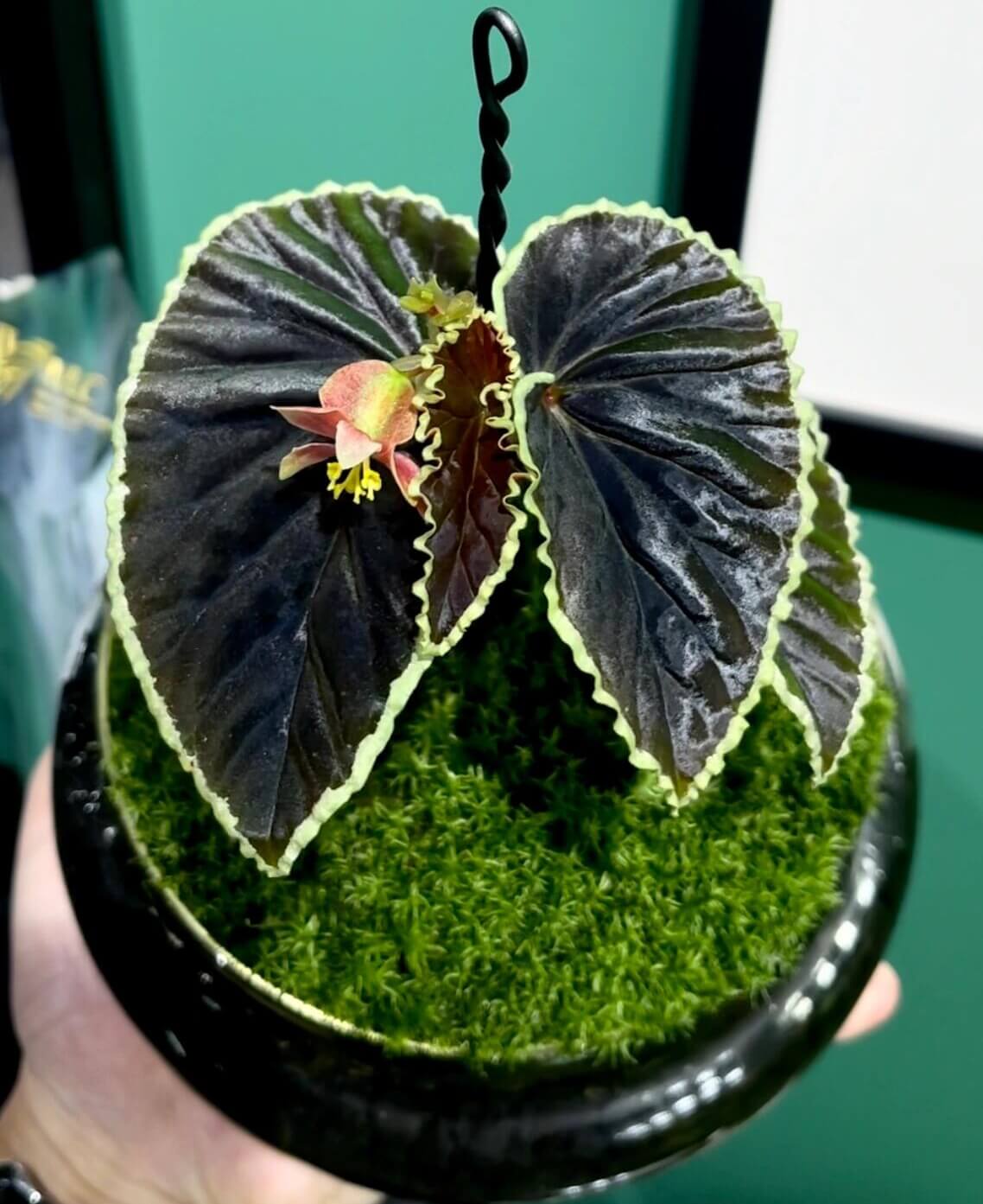 Begonia darthvaderiana, also known as the "Darth Vader Begonia," is a striking and rare species native to Borneo. Known for its unique dark foliage, this begonia features nearly black leaves with vibrant lime green edges, giving it a bold, dramatic look. Discovered in 2013, the plant’s eye-catching appearance is complemented by its vivid red flowers, making it an exceptional addition to any collection.