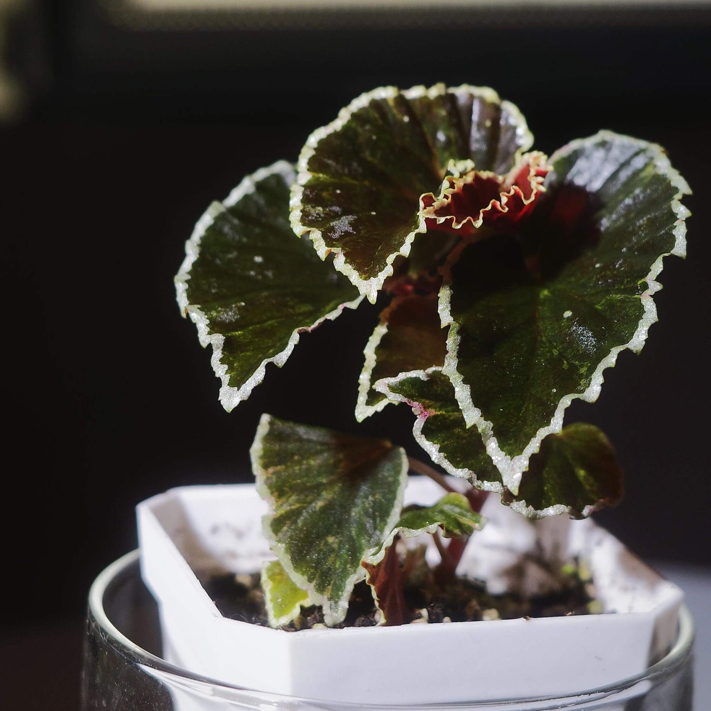 Begonia darthvaderiana, also known as the "Darth Vader Begonia," is a striking and rare species native to Borneo. Known for its unique dark foliage, this begonia features nearly black leaves with vibrant lime green edges, giving it a bold, dramatic look. Discovered in 2013, the plant’s eye-catching appearance is complemented by its vivid red flowers, making it an exceptional addition to any collection.