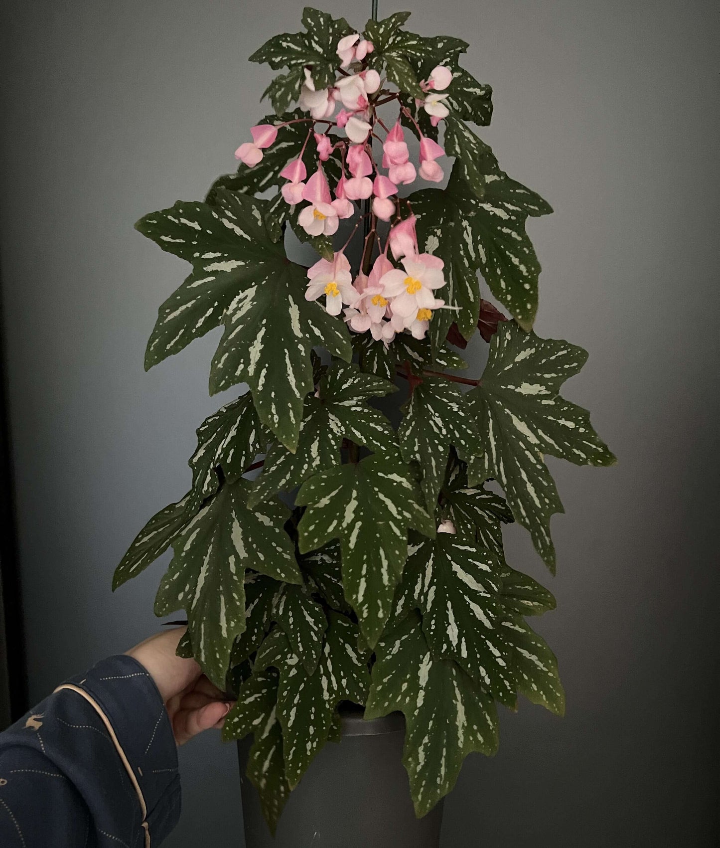 Begonia Diadema 'Pink Delight' is a captivating hybrid begonia known for its striking foliage and delicate pink flowers. This cultivar is a cross between Begonia diadema and Begonia odorata, combining the best traits of both species.
