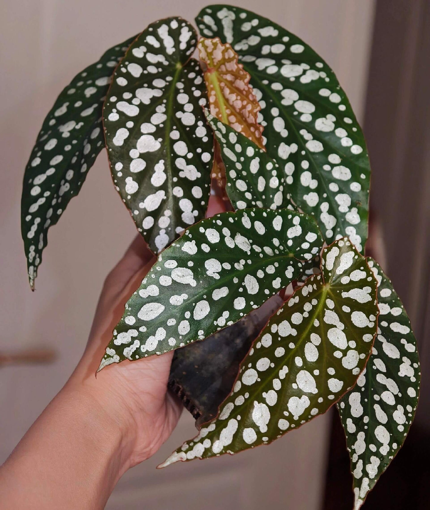 Begonia ‘Diamond Lady’ is a stunning hybrid begonia known for its deep green leaves adorned with shimmering silver-white spots that resemble scattered diamonds.
