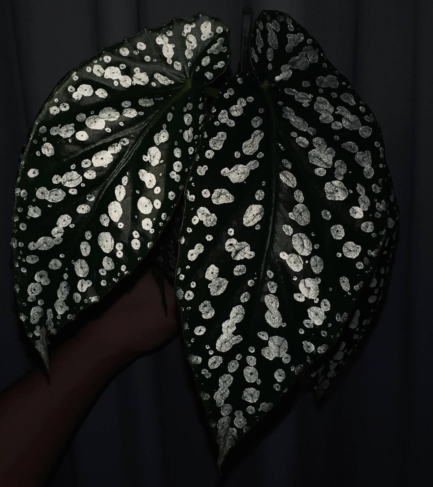Begonia ‘Diamond Lady’ is a stunning hybrid begonia known for its deep green leaves adorned with shimmering silver-white spots that resemble scattered diamonds.
