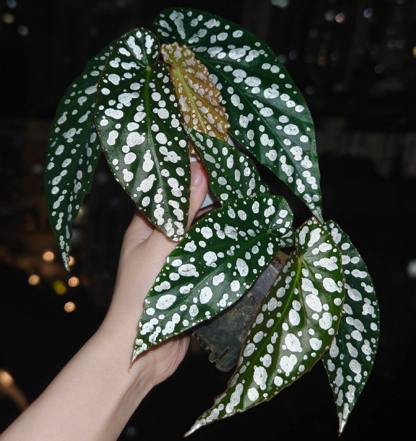 Begonia ‘Diamond Lady’ is a stunning hybrid begonia known for its deep green leaves adorned with shimmering silver-white spots that resemble scattered diamonds.