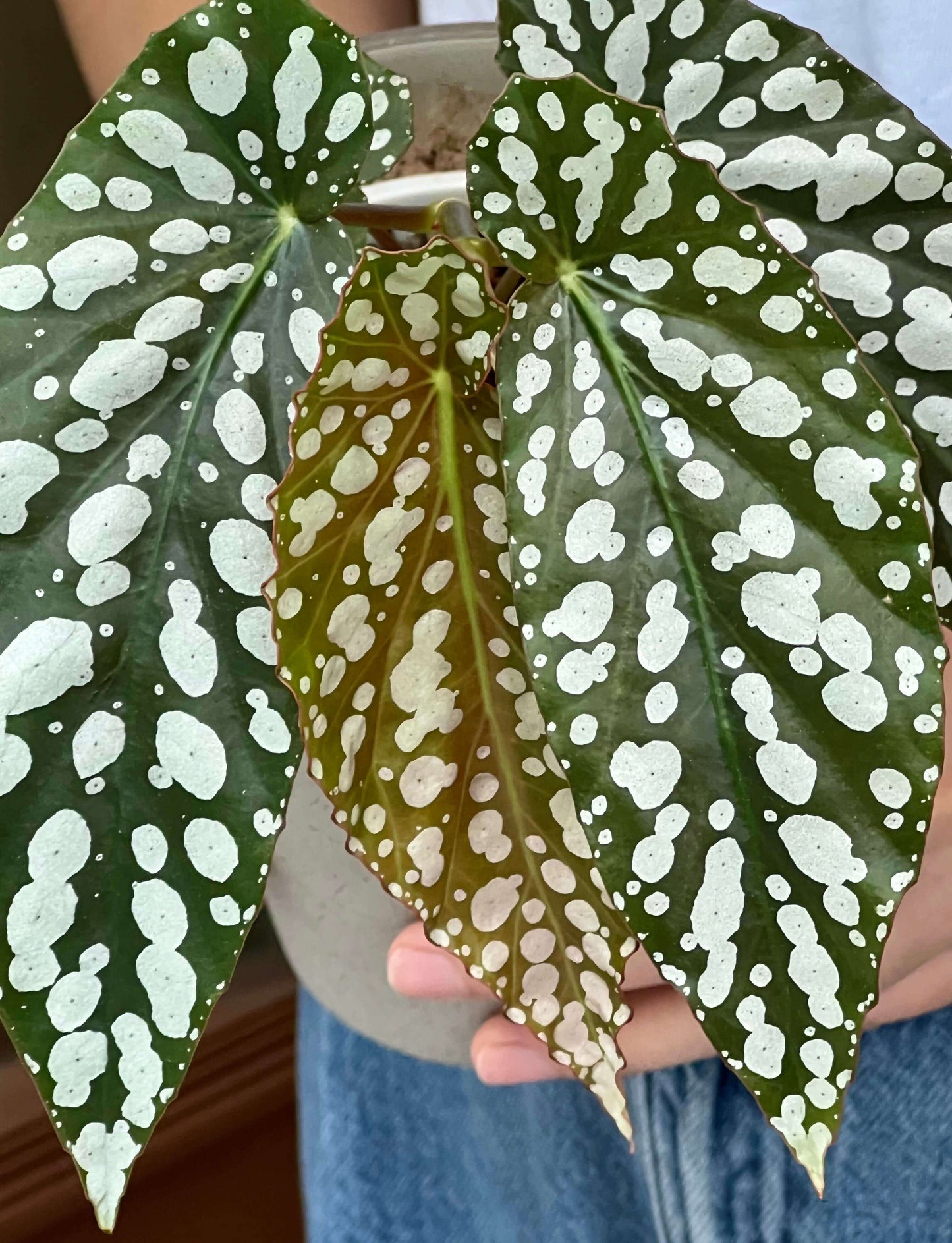 Begonia ‘Diamond Lady’ is a stunning hybrid begonia known for its deep green leaves adorned with shimmering silver-white spots that resemble scattered diamonds.