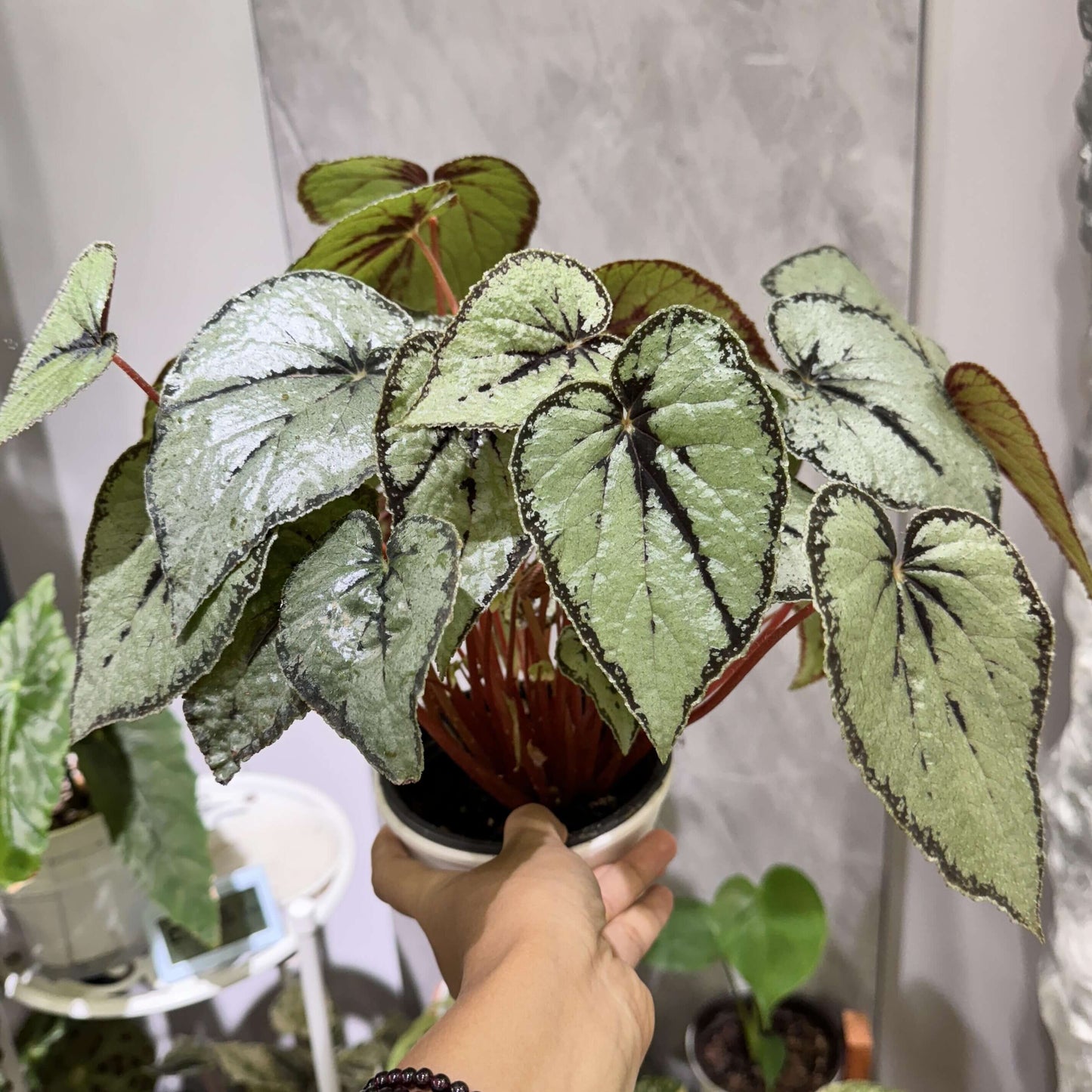 The Begonia dinhdui silver form is a rhizomatous species native to southern Vietnam. Compared to the standard Begonia dinhdui, its leaves are broader and feature a striking silver color instead of green. The leaves are adorned with a wide black band along the margin, around the point where the petiole attaches, and running along the main vein in the center, creating a unique and stunning appearance.