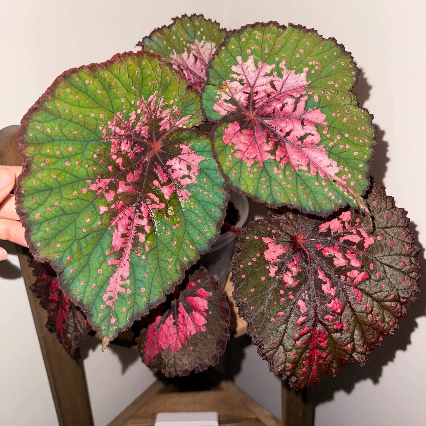 Begonia Dinner showcases striking foliage defined by rich layers of color. At its center, deep brown tones blend seamlessly with vibrant pink markings, creating a bold focal point. This transitions into a bright green mid-section, accented by fine pink streaks. Along the outermost edge, a dark brown border frames the leaf, adding depth and contrast. Scattered pink speckles across the surface give each leaf a uniquely artistic, hand-painted charm.