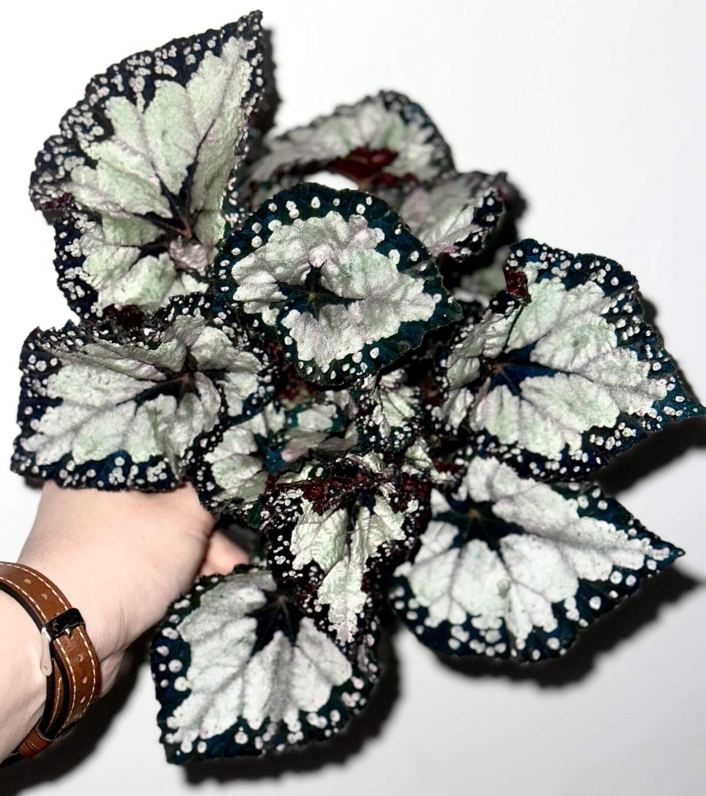 Begonia ‘Dolce Vita’ is a stunning hybrid begonia created by Ukrainian hybridizer Елена Еникеева. It has striking, heart-shaped leaves with a gradient of colors ranging from deep olive green or burgundy to silvery or metallic tones, which shift subtly with different angles of light.