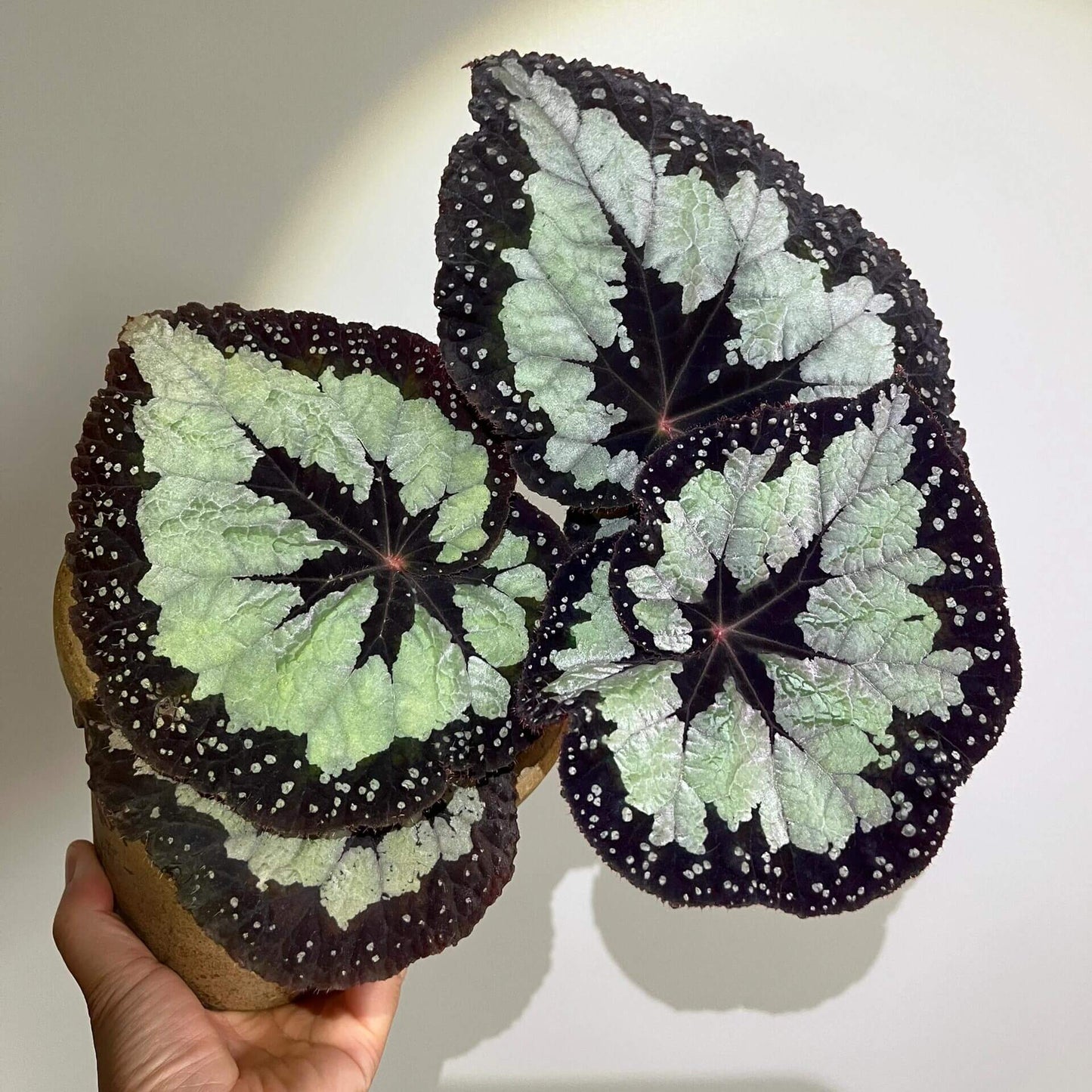 Begonia ‘Dolce Vita’ is a stunning hybrid begonia created by Ukrainian hybridizer Елена Еникеева. It has striking, heart-shaped leaves with a gradient of colors ranging from deep olive green or burgundy to silvery or metallic tones, which shift subtly with different angles of light.