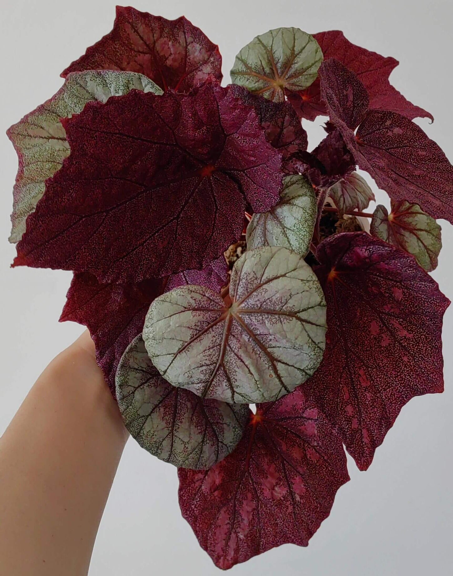 Begonia 'Ella Marguerite' is a charming begonia variety renowned for its unique leaf patterns and elegant appearance. The heart-shaped leaves are covered in fine silvery-white spots, with deep red edges and red undersides, creating a striking visual contrast. This begonia’s vibrant foliage makes it a standout piece in any indoor space. Perfect for both beginners and experienced plant enthusiasts, Begonia 'Ella Marguerite' adds sophistication and beauty to your home or office.