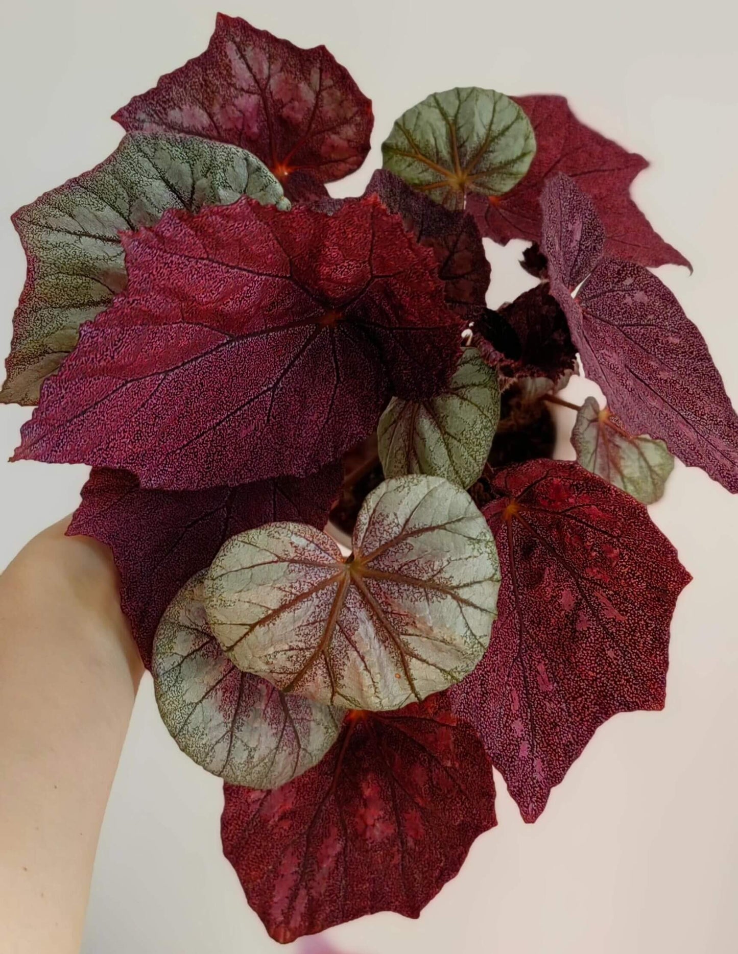 Begonia 'Ella Marguerite' is a charming begonia variety renowned for its unique leaf patterns and elegant appearance. The heart-shaped leaves are covered in fine silvery-white spots, with deep red edges and red undersides, creating a striking visual contrast. This begonia’s vibrant foliage makes it a standout piece in any indoor space. Perfect for both beginners and experienced plant enthusiasts, Begonia 'Ella Marguerite' adds sophistication and beauty to your home or office.