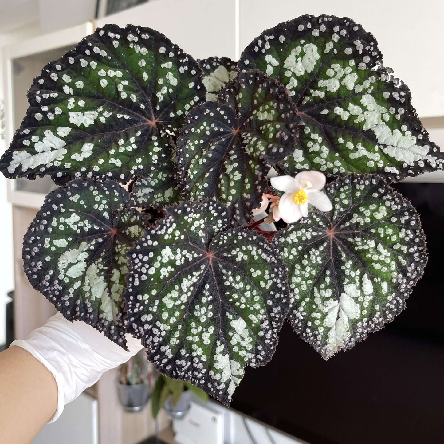 Begonia Fairytale is an exquisite ornamental begonia developed by the Dimetris breeding team. Known for its intricate leaf patterns and graceful appearance, this begonia adds a touch of enchantment to any indoor space. It’s the perfect choice for plant lovers looking to enhance their collection.