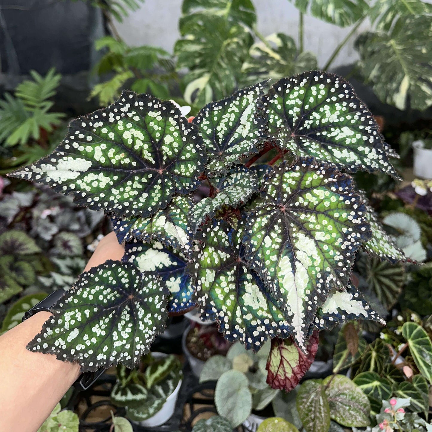 Begonia Fairytale is an exquisite ornamental begonia developed by the Dimetris breeding team. Known for its intricate leaf patterns and graceful appearance, this begonia adds a touch of enchantment to any indoor space. It’s the perfect choice for plant lovers looking to enhance their collection.