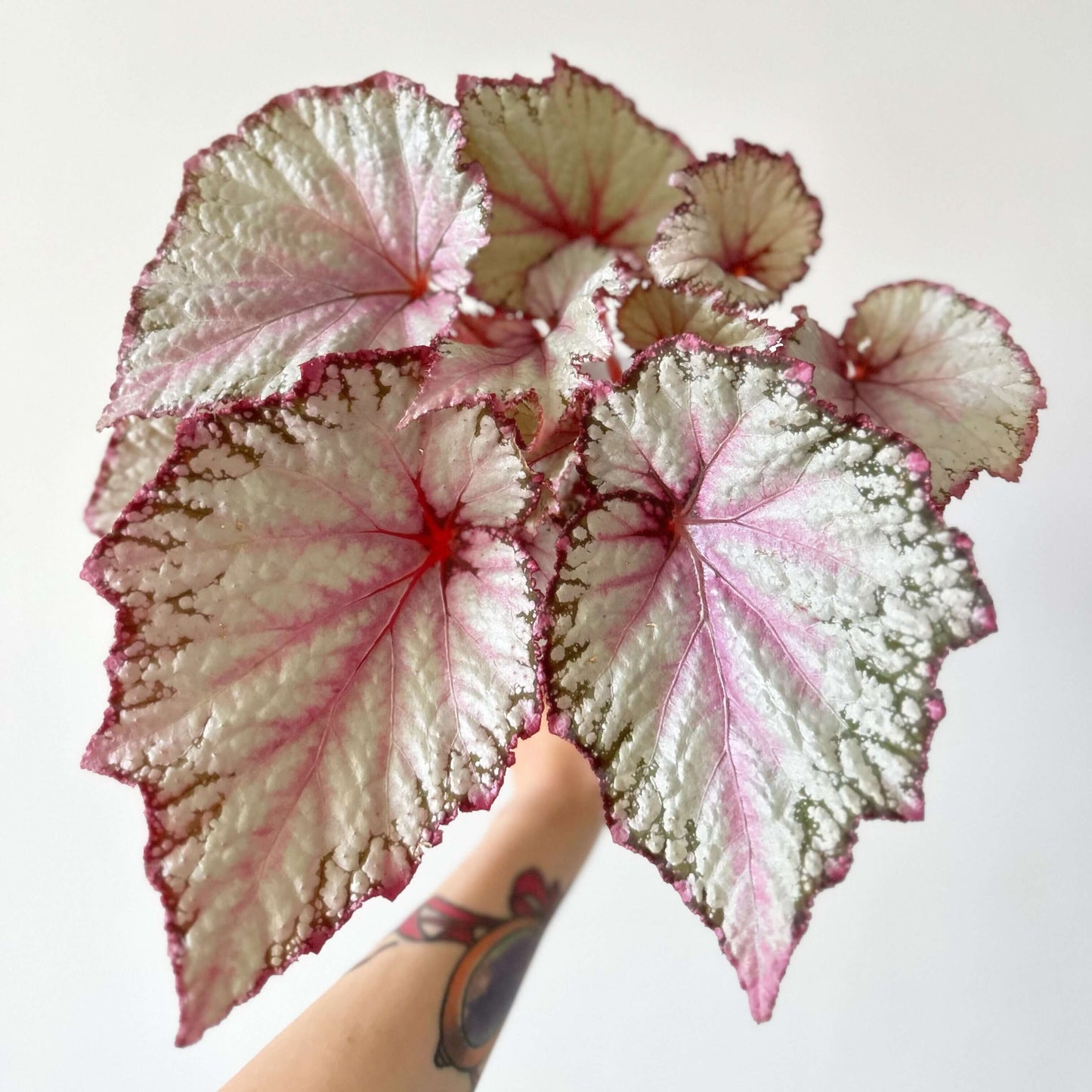 Begonia February – A stunning ornamental Begonia variety with silver-pink shimmering leaves, perfect for adding a touch of elegance to any home or garden.