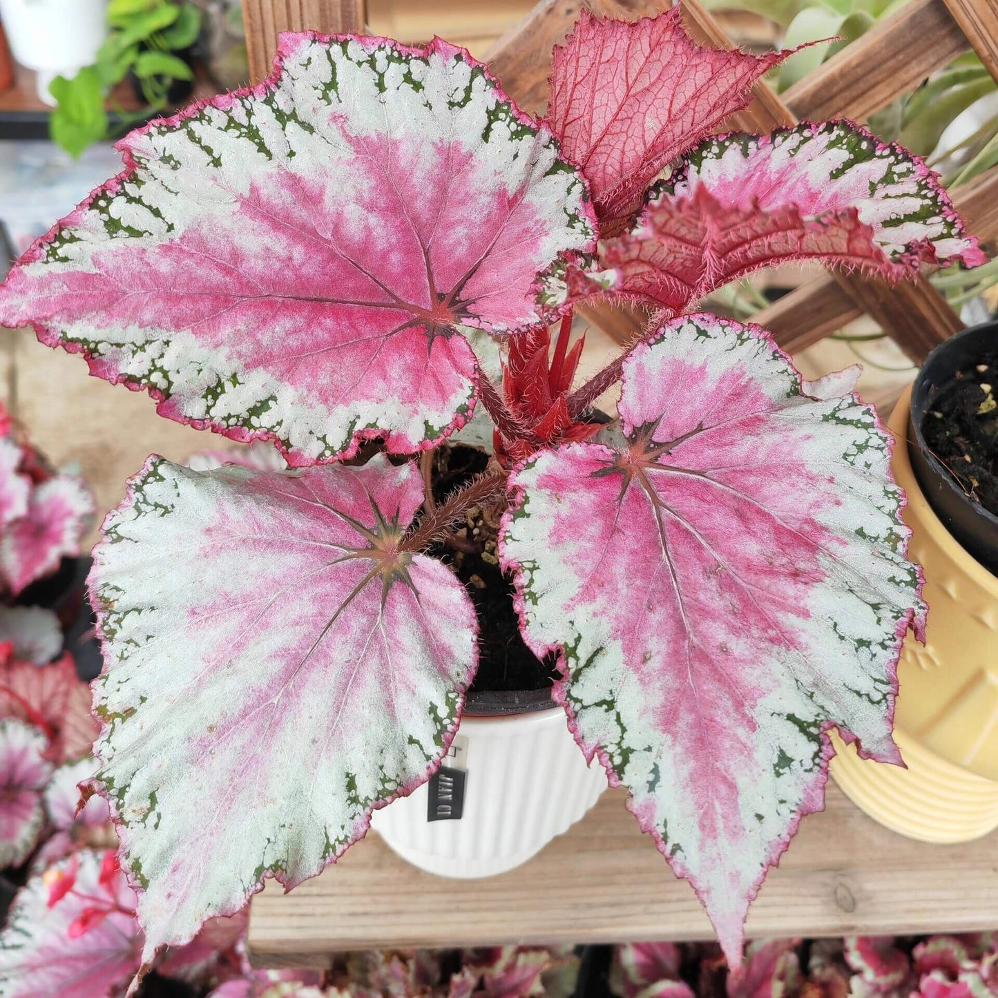 Begonia February – A stunning ornamental Begonia variety with silver-pink shimmering leaves, perfect for adding a touch of elegance to any home or garden.