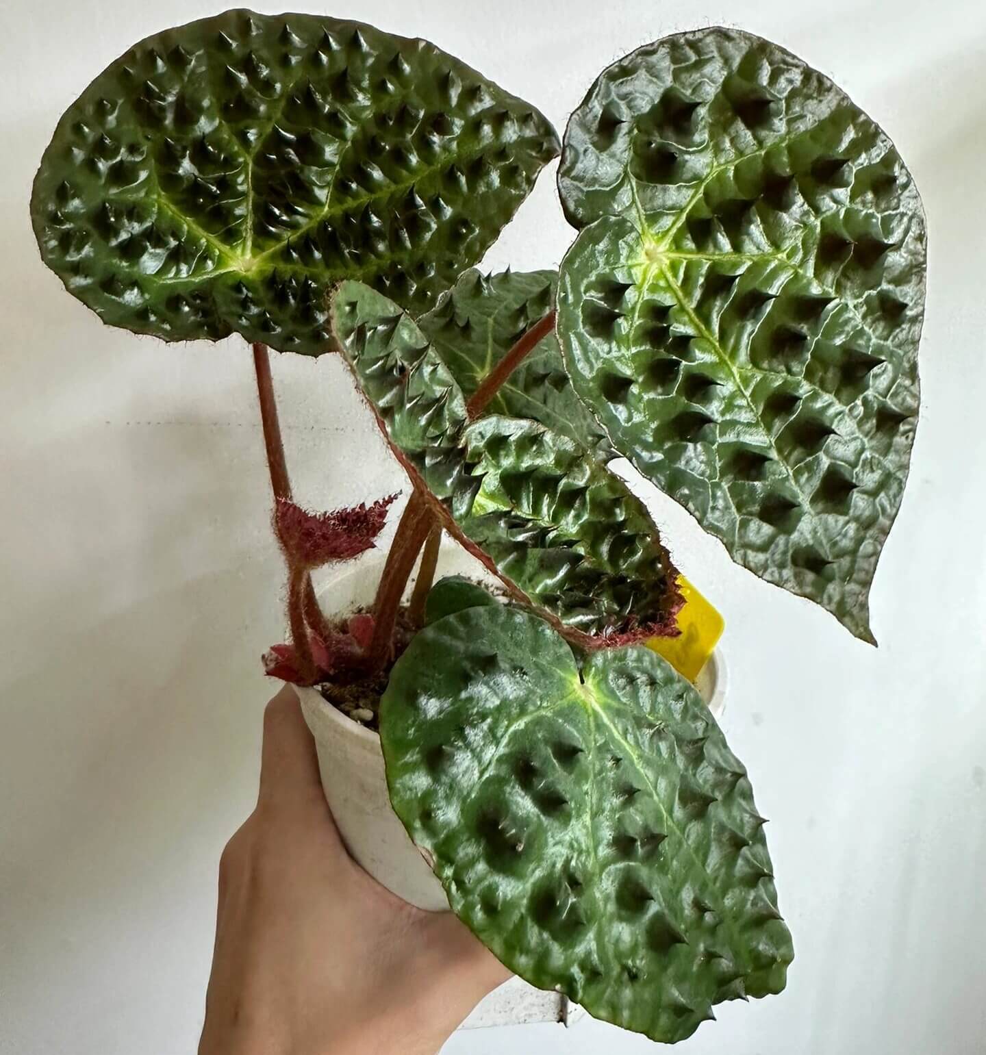 Begonia ferox, commonly known as the "Troll Begonia" or "Fierce Begonia," is a captivating species native to the limestone regions of Guangxi, China. It is renowned for its striking dark green leaves adorned with raised, blackish-brown conical structures called bullae, which give it a dramatic, spiky appearance. These bullae, though sharp in appearance, are actually soft to the touch.