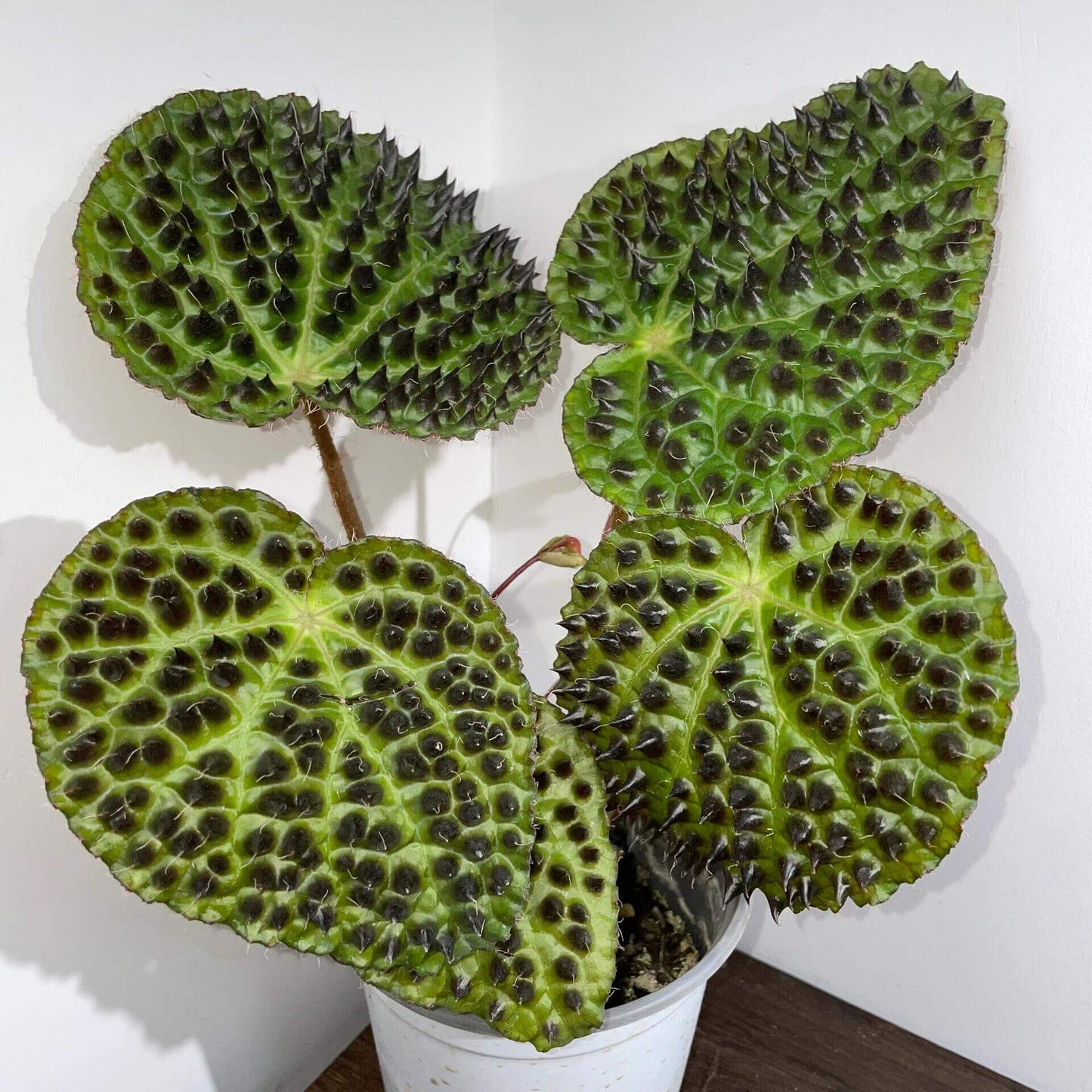 Begonia ferox, commonly known as the "Troll Begonia" or "Fierce Begonia," is a captivating species native to the limestone regions of Guangxi, China. It is renowned for its striking dark green leaves adorned with raised, blackish-brown conical structures called bullae, which give it a dramatic, spiky appearance. These bullae, though sharp in appearance, are actually soft to the touch.