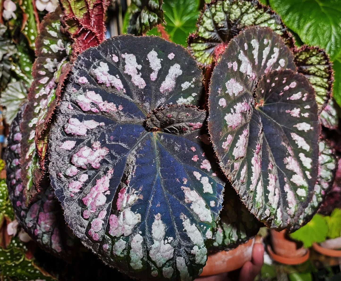 Begonia Ferris Wheel is a stunning hybrid known for its spiraling, colorful leaves that create a mesmerizing effect. The foliage features a beautiful combination of green, silver, and purple tones, adding dynamic visual interest to any indoor space. This compact plant is perfect for small areas, adding elegance and charm with minimal care. In addition, it produces small but attractive flowers during its blooming season, making it a versatile choice for plant enthusiasts.