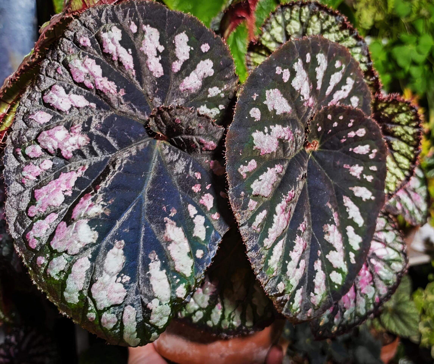 Begonia Ferris Wheel is a stunning hybrid known for its spiraling, colorful leaves that create a mesmerizing effect. The foliage features a beautiful combination of green, silver, and purple tones, adding dynamic visual interest to any indoor space. This compact plant is perfect for small areas, adding elegance and charm with minimal care. In addition, it produces small but attractive flowers during its blooming season, making it a versatile choice for plant enthusiasts.