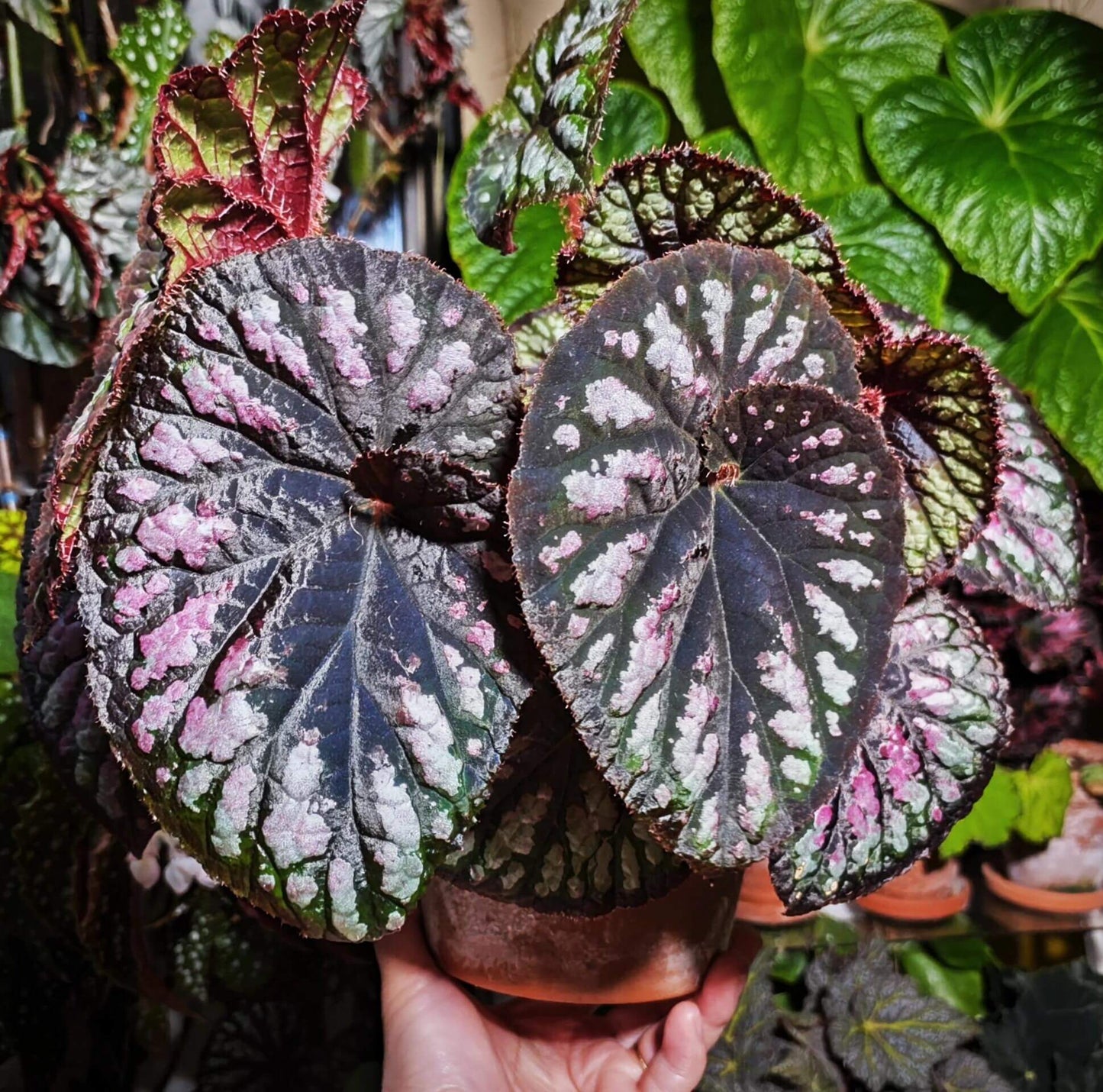 Begonia Ferris Wheel is a stunning hybrid known for its spiraling, colorful leaves that create a mesmerizing effect. The foliage features a beautiful combination of green, silver, and purple tones, adding dynamic visual interest to any indoor space. This compact plant is perfect for small areas, adding elegance and charm with minimal care. In addition, it produces small but attractive flowers during its blooming season, making it a versatile choice for plant enthusiasts.