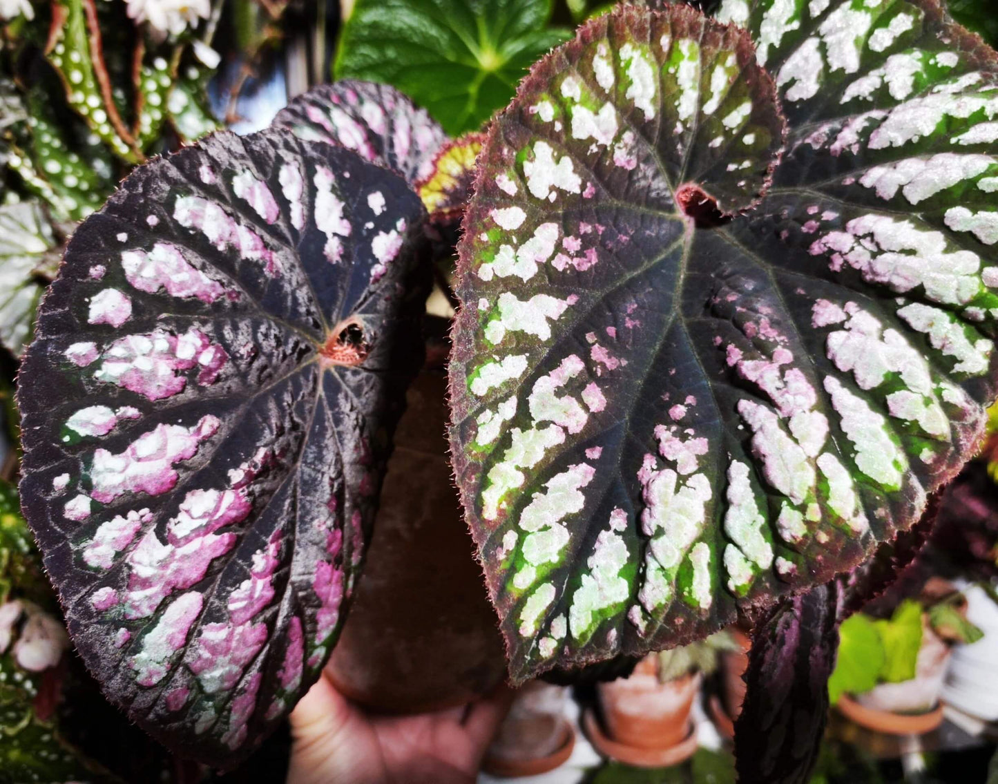Begonia Ferris Wheel is a stunning hybrid known for its spiraling, colorful leaves that create a mesmerizing effect. The foliage features a beautiful combination of green, silver, and purple tones, adding dynamic visual interest to any indoor space. This compact plant is perfect for small areas, adding elegance and charm with minimal care. In addition, it produces small but attractive flowers during its blooming season, making it a versatile choice for plant enthusiasts.