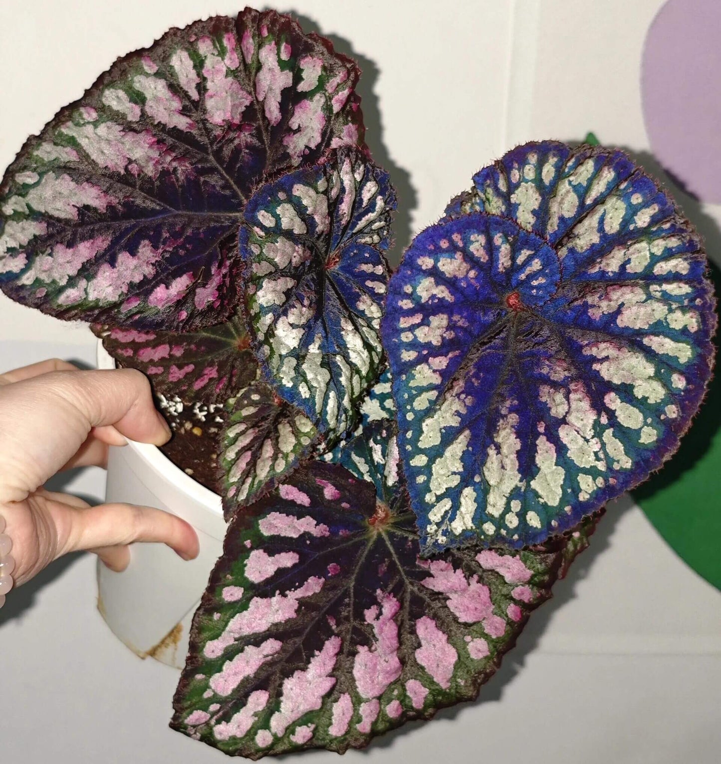 Begonia Ferris Wheel is a stunning hybrid known for its spiraling, colorful leaves that create a mesmerizing effect. The foliage features a beautiful combination of green, silver, and purple tones, adding dynamic visual interest to any indoor space. This compact plant is perfect for small areas, adding elegance and charm with minimal care. In addition, it produces small but attractive flowers during its blooming season, making it a versatile choice for plant enthusiasts.