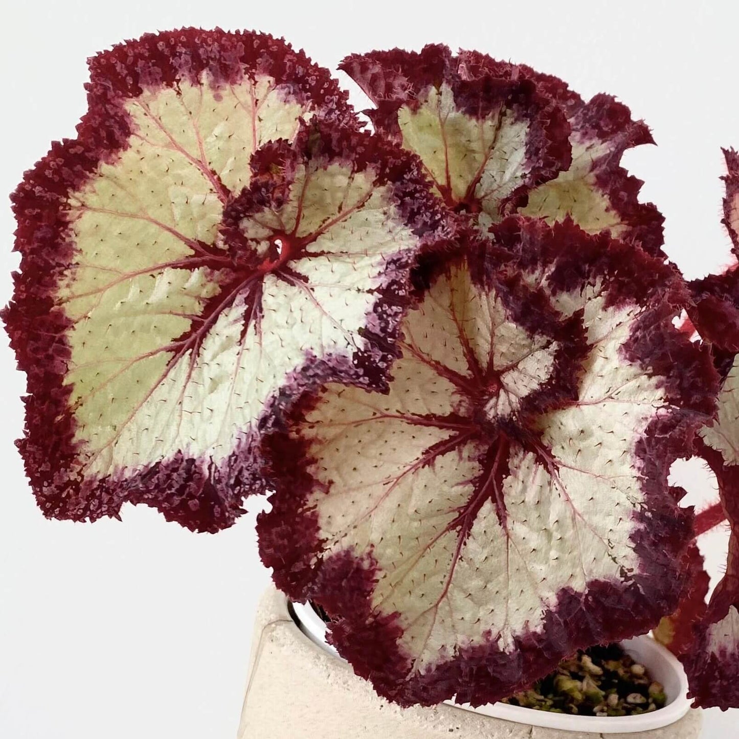 Begonia Galaxy is a rare Ukrainian hybrid known for its stunning foliage. Its silvery leaves with bold burgundy veins and ruffled red edges create a striking, star-like appearance. A true statement plant for collectors, it thrives in bright indirect light, high humidity, and well-draining soil.