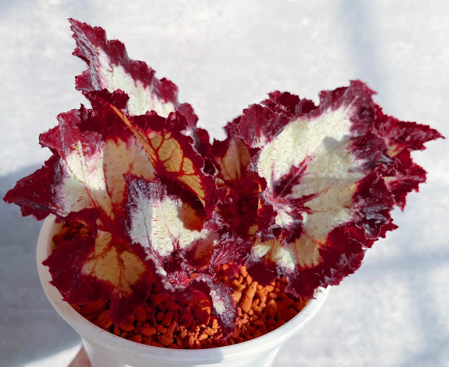 Begonia Galaxy is a rare Ukrainian hybrid known for its stunning foliage. Its silvery leaves with bold burgundy veins and ruffled red edges create a striking, star-like appearance. A true statement plant for collectors, it thrives in bright indirect light, high humidity, and well-draining soil.