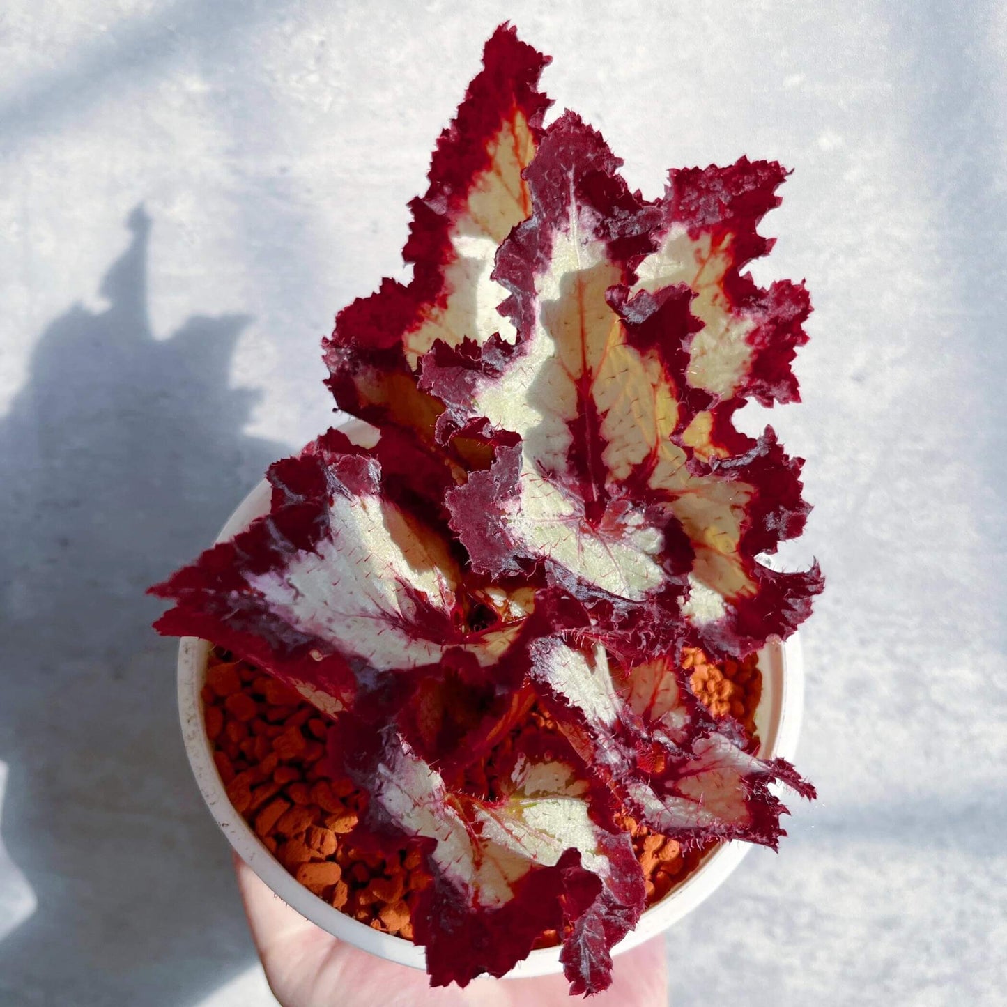 Begonia Galaxy is a rare Ukrainian hybrid known for its stunning foliage. Its silvery leaves with bold burgundy veins and ruffled red edges create a striking, star-like appearance. A true statement plant for collectors, it thrives in bright indirect light, high humidity, and well-draining soil.