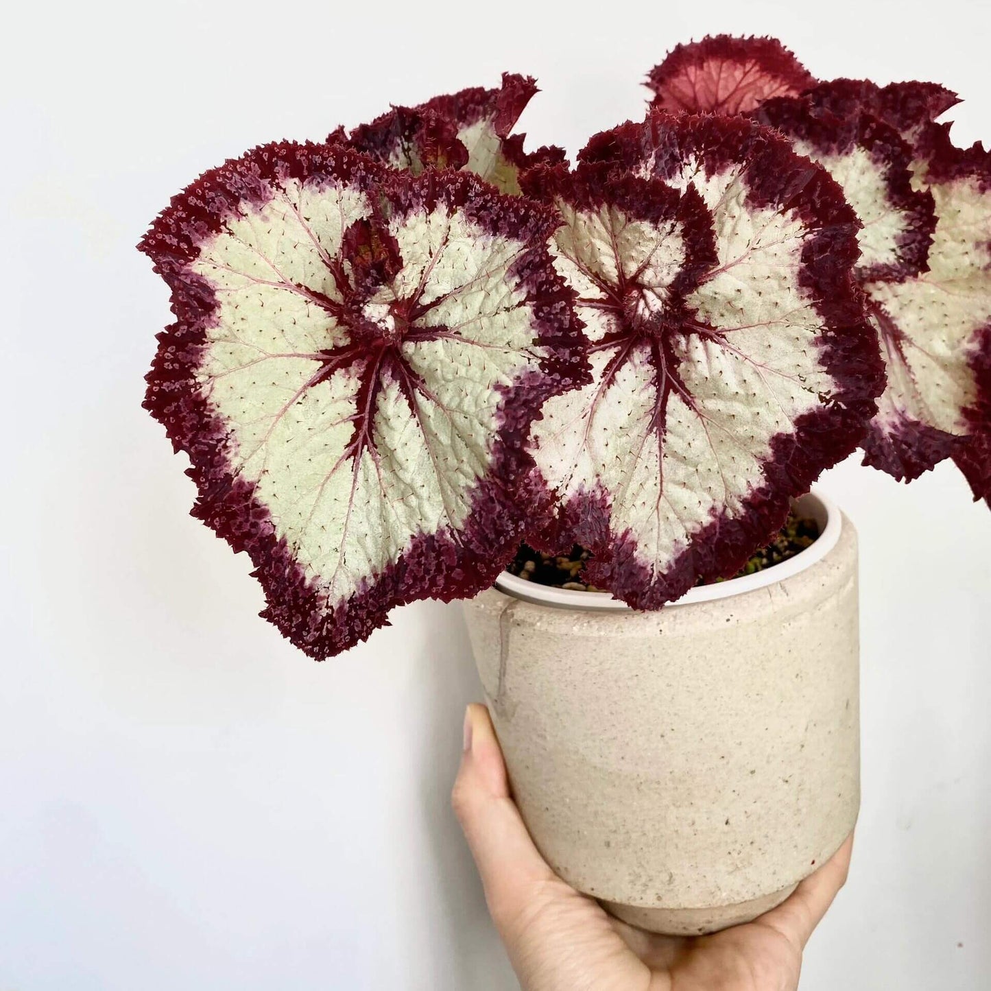 Begonia Galaxy is a rare Ukrainian hybrid known for its stunning foliage. Its silvery leaves with bold burgundy veins and ruffled red edges create a striking, star-like appearance. A true statement plant for collectors, it thrives in bright indirect light, high humidity, and well-draining soil.