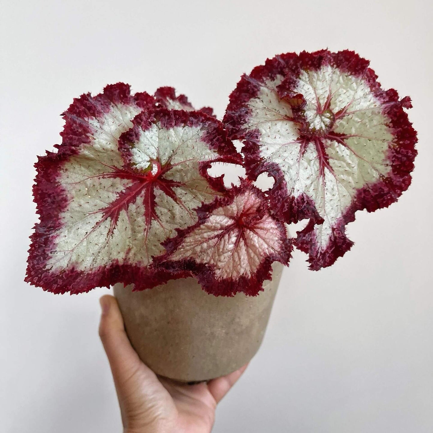 Begonia Galaxy is a rare Ukrainian hybrid known for its stunning foliage. Its silvery leaves with bold burgundy veins and ruffled red edges create a striking, star-like appearance. A true statement plant for collectors, it thrives in bright indirect light, high humidity, and well-draining soil.