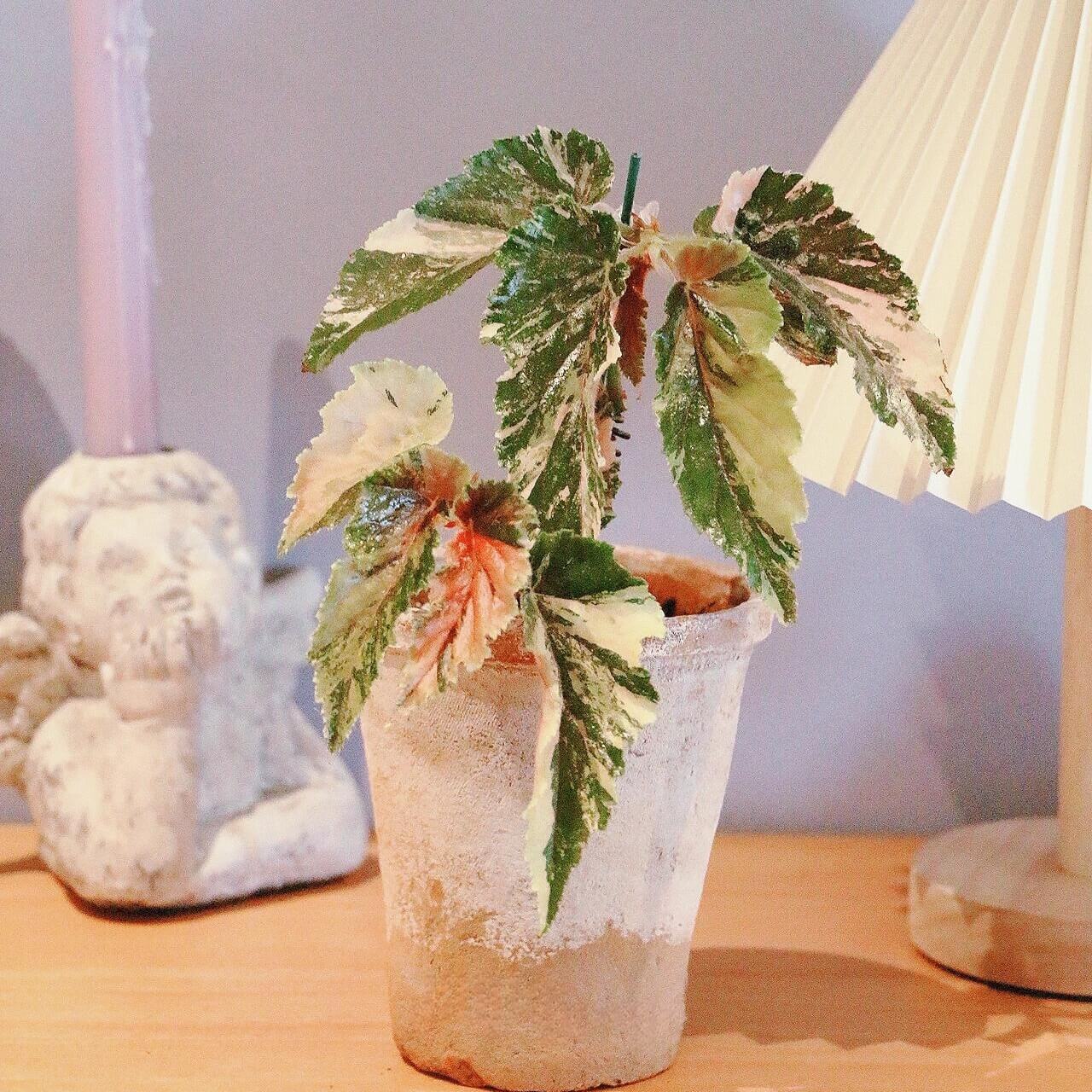 Begonia 'Ginny Galaxy' is a captivating Japanese hybrid known for its striking variegated foliage. The leaves display a mesmerizing blend of lime green, yellow, and pink hues, making it a standout addition to any indoor plant collection. This shrub-like begonia thrives in humid environments, making it ideal for terrariums, greenhouses, or other high-humidity spaces.