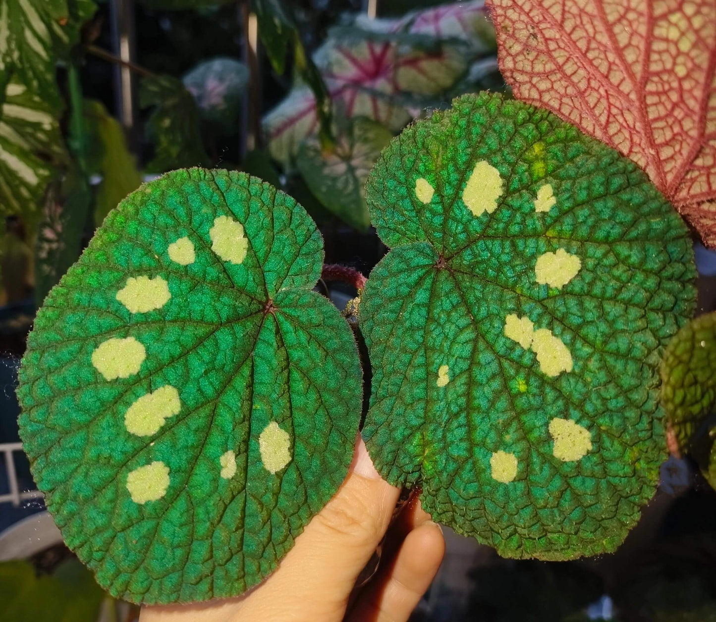 Begonia gulinqingensis is a rare and exquisite species native to China, known for its stunning green leaves adorned with distinctive white spots. This unique begonia thrives in the cool, humid conditions found at an altitude of approximately 1,730 meters in forested meadows. The plant flourishes in an environment with a temperature of around 16.9°C (62.4°F) and high humidity levels of over 85%.