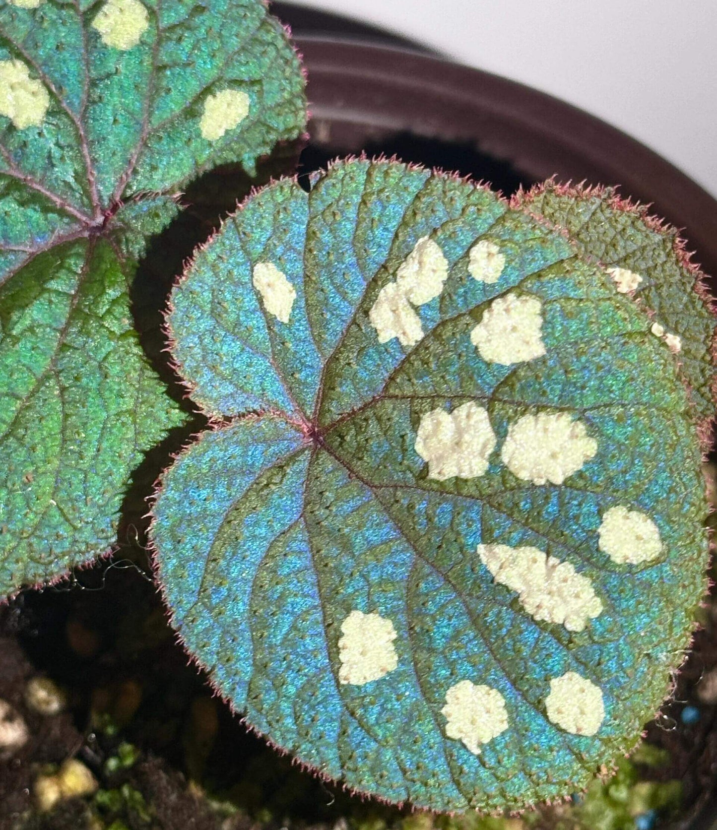 Begonia gulinqingensis is a rare and exquisite species native to China, known for its stunning green leaves adorned with distinctive white spots. This unique begonia thrives in the cool, humid conditions found at an altitude of approximately 1,730 meters in forested meadows. The plant flourishes in an environment with a temperature of around 16.9°C (62.4°F) and high humidity levels of over 85%.